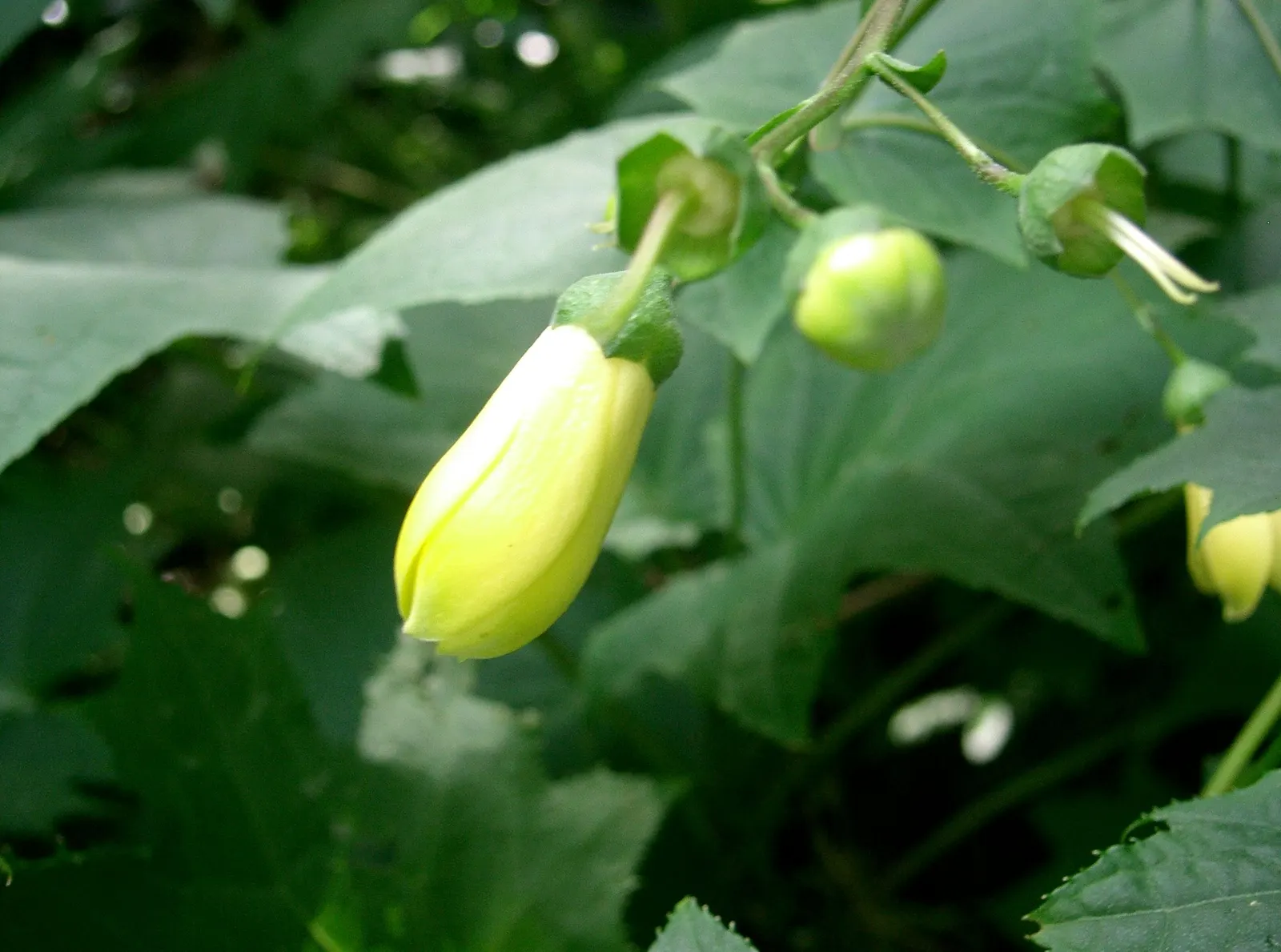 Kirengeshoma (Kirengeshoma Koreana) — With its stately foliage and distinctive flowers