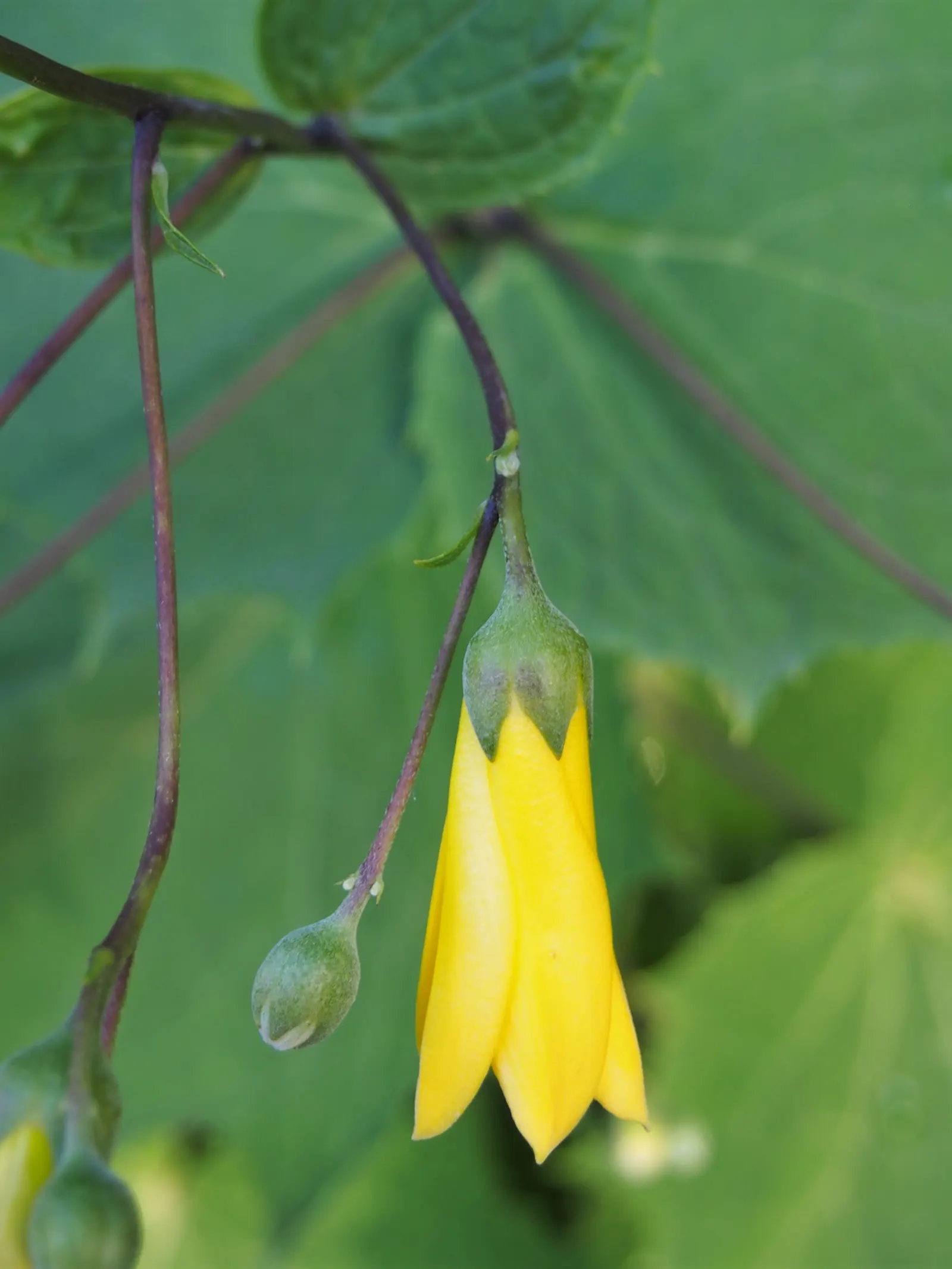 Kirengeshoma (Kirengeshoma Koreana) — perennial for deep shade or shade