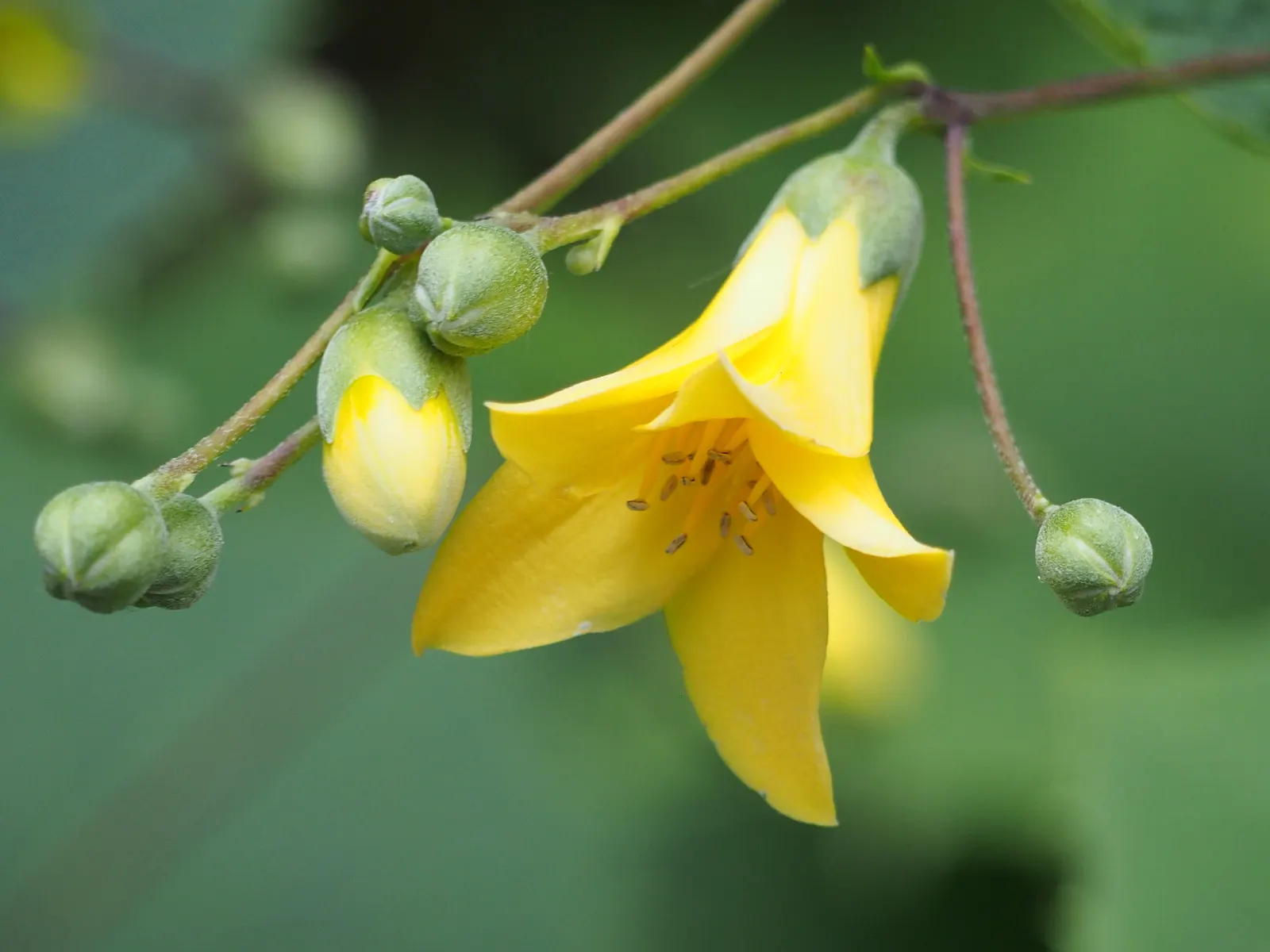 Kirengeshoma (Kirengeshoma Koreana) — Ideal for USDA zones 5-8, this low-maintenance plant thrives in moist, well-drained soil