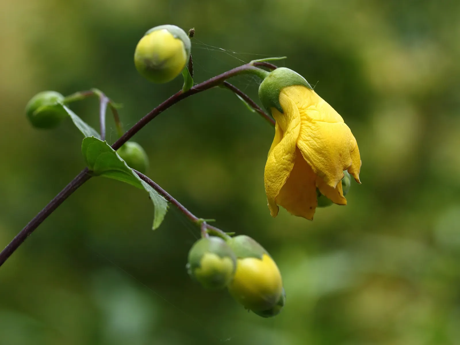 Kirengeshoma (Kirengeshoma Koreana) — The foliage is deeply lobed; ideal for USDA zones 5-8, this low-maintenance plant thrives in moist, well-drained soil