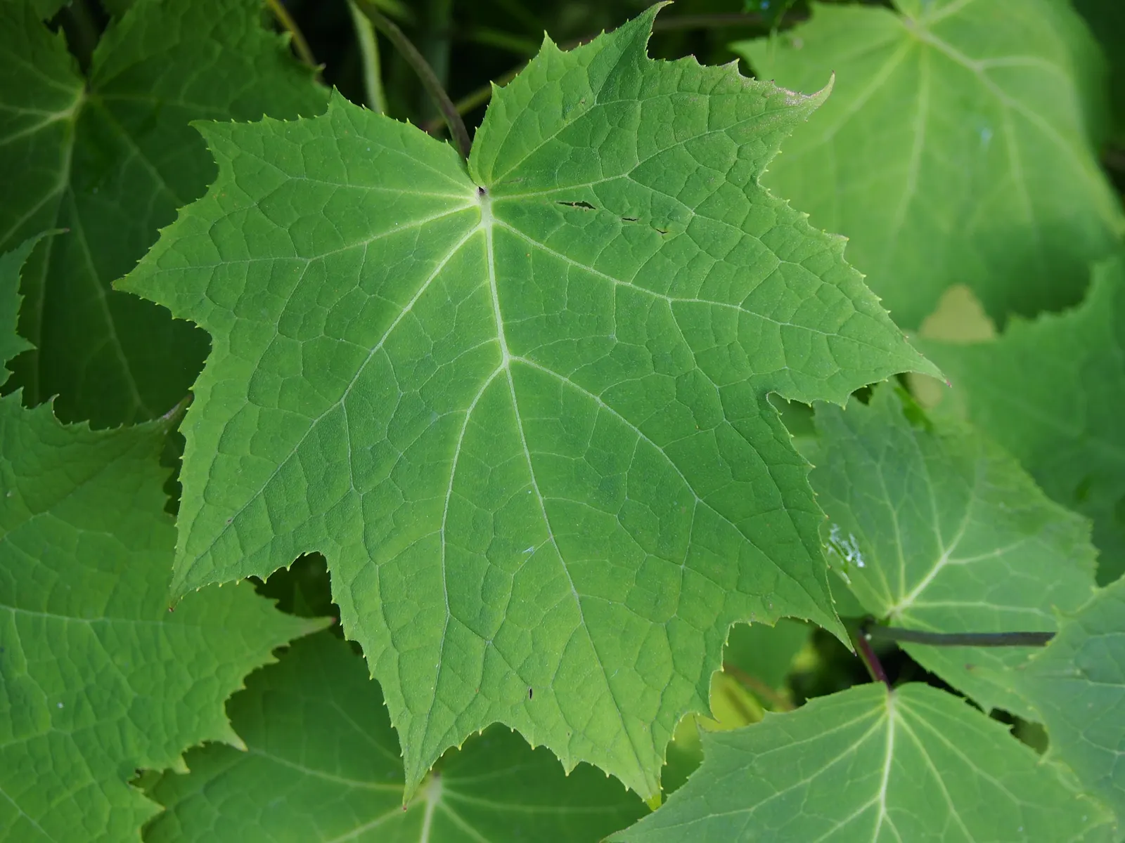 Kirengeshoma (Kirengeshoma Koreana) — clump-forming habit that is both tidy and low-maintenance; yellow flowers in the garden, image 56