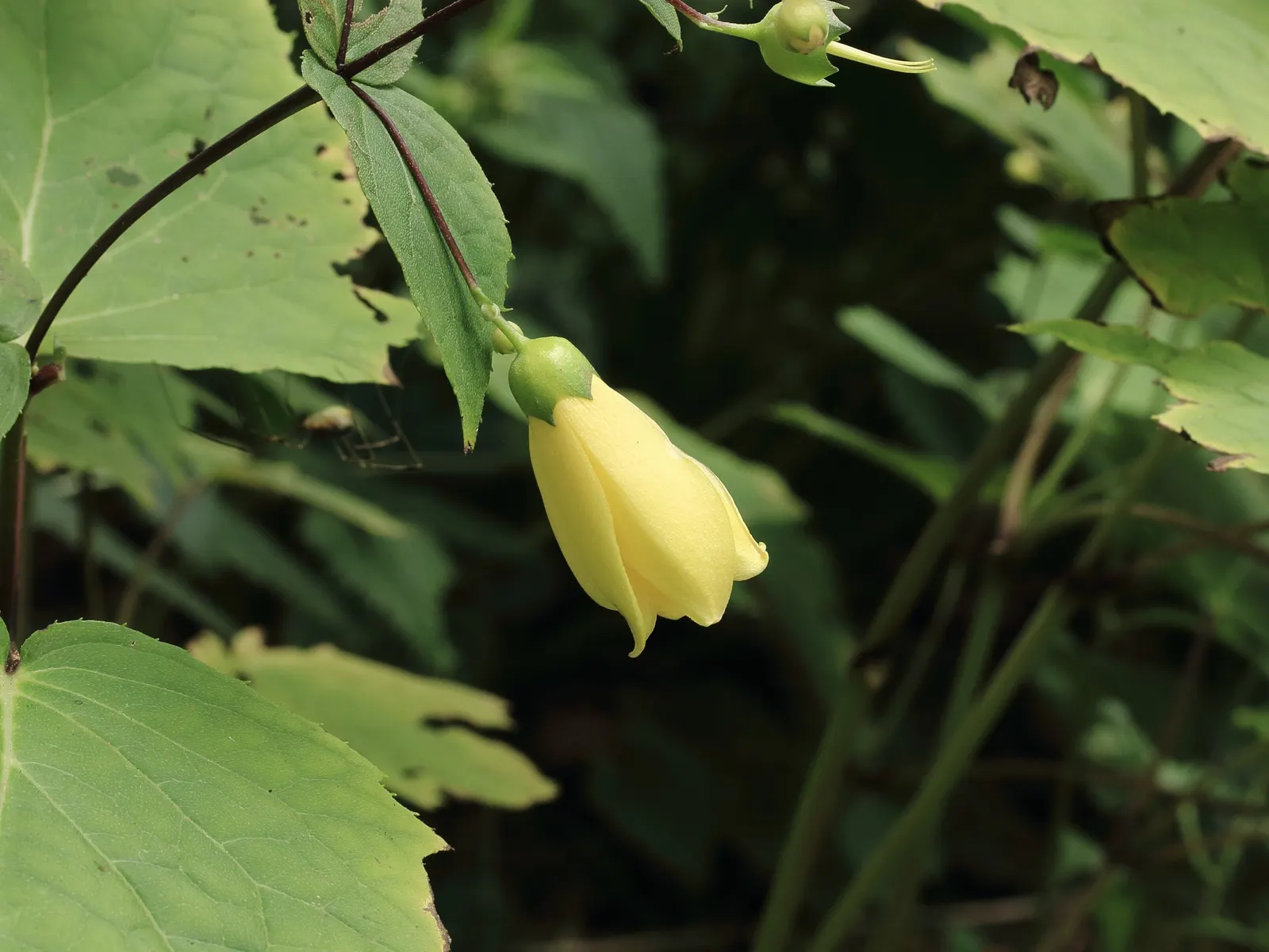 Kirengeshoma (Kirengeshoma Koreana) — Ideal for USDA zones 5-8, this low-maintenance plant thrives in moist, well-drained soil; this refined, image 51
