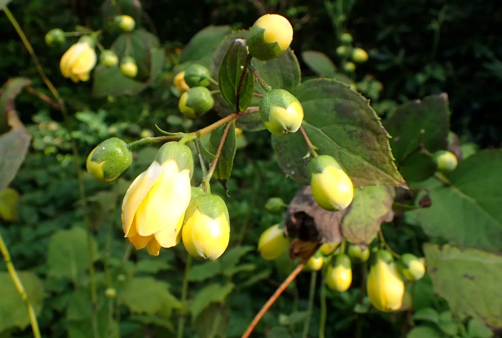 Kirengeshoma (Kirengeshoma Koreana) — yet striking contrast against its dark green foliage; pale yellow flowers in late summer to early fall, image 60