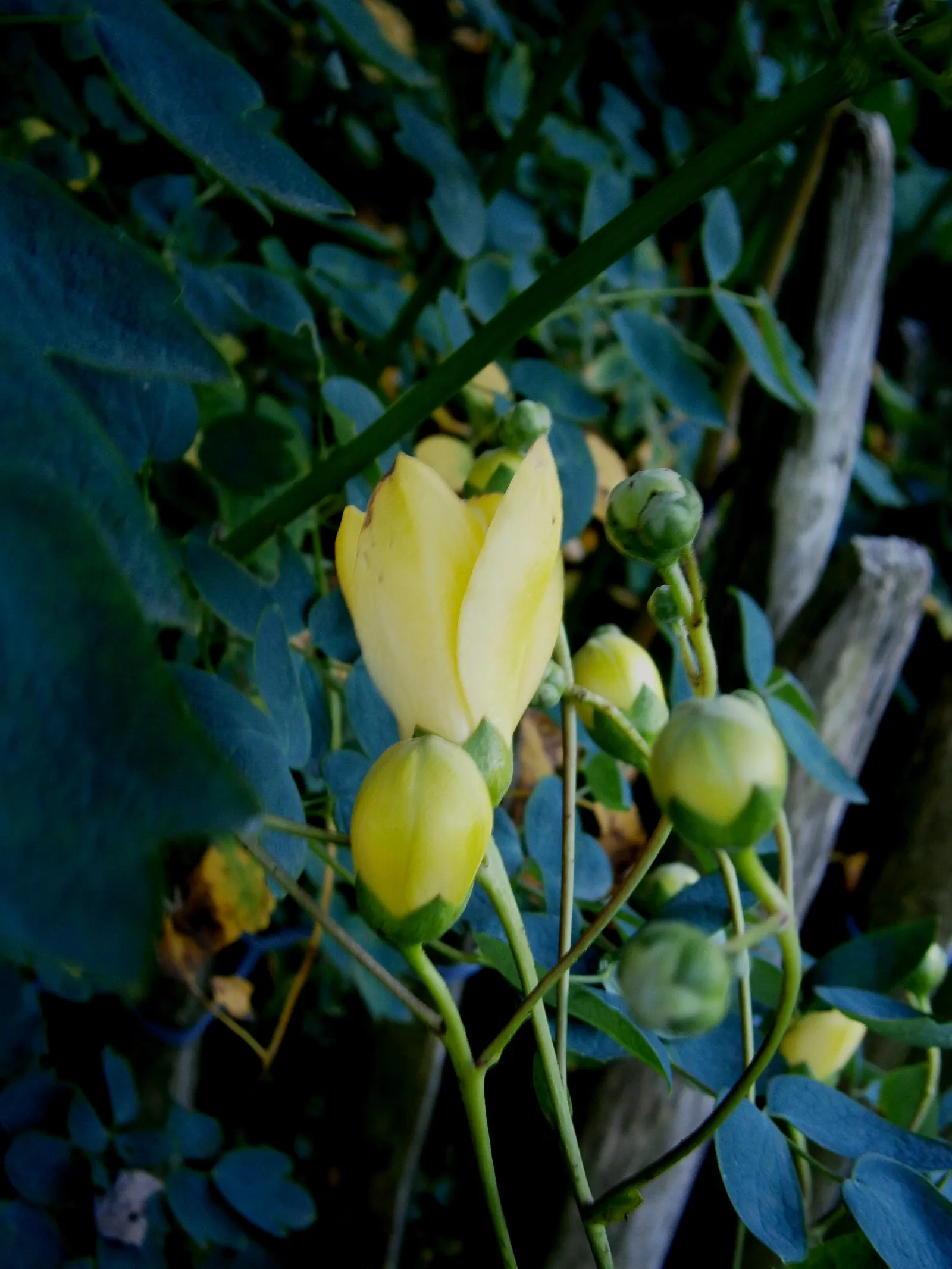 Kirengeshoma (Kirengeshoma Koreana) — The foliage is deeply lobed; ideal for USDA zones 5-8, this low-maintenance plant thrives in moist, image 57