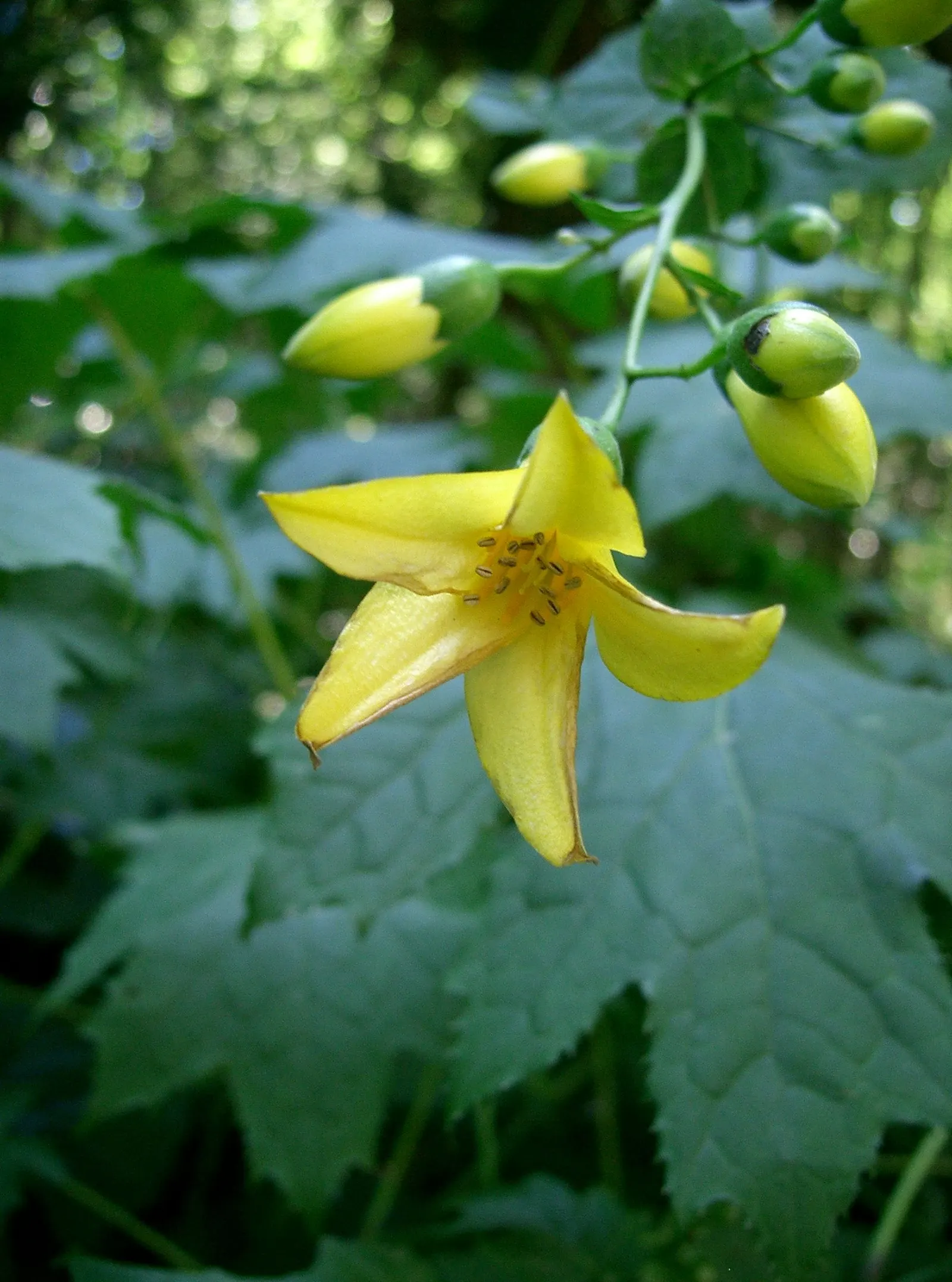 Kirengeshoma (Kirengeshoma Koreana) — The delicate bell-shaped blooms are approximately 1 to 1.5 inches in length and dangle from arching stems