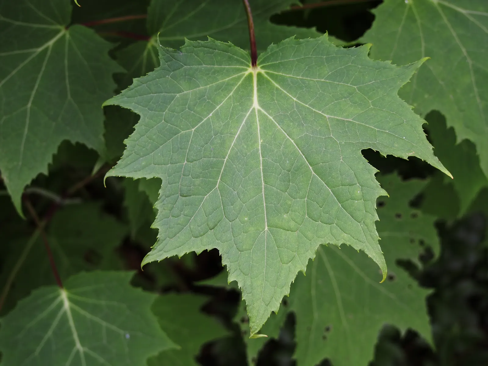 Kirengeshoma (Kirengeshoma Koreana) — With its stately foliage and distinctive flowers; perennial with yellow blooms