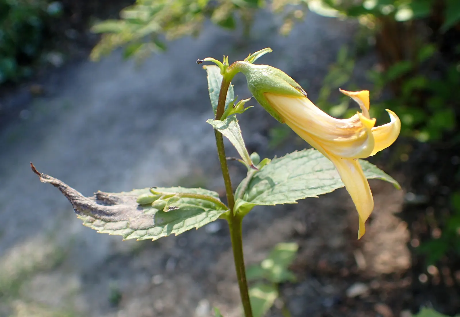 Kirengeshoma (Kirengeshoma Koreana) — yellow flowers in the garden; provides elegant texture in woodland gardens, with minimal pest and disease issues