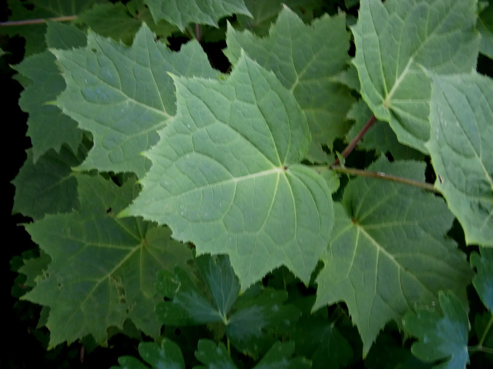 Kirengeshoma (Kirengeshoma Koreana) — clump-forming habit that is both tidy and low-maintenance
