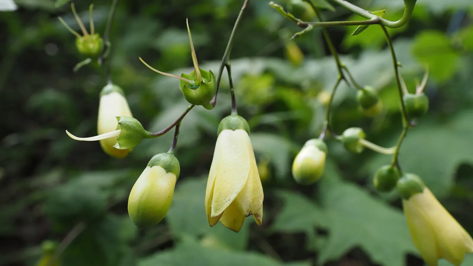Kirengeshoma (Kirengeshoma Koreana) — or Korean yellow wax bells; its maple-like leaves offer a lush backdrop, reaching up to 3 feet in height and spread