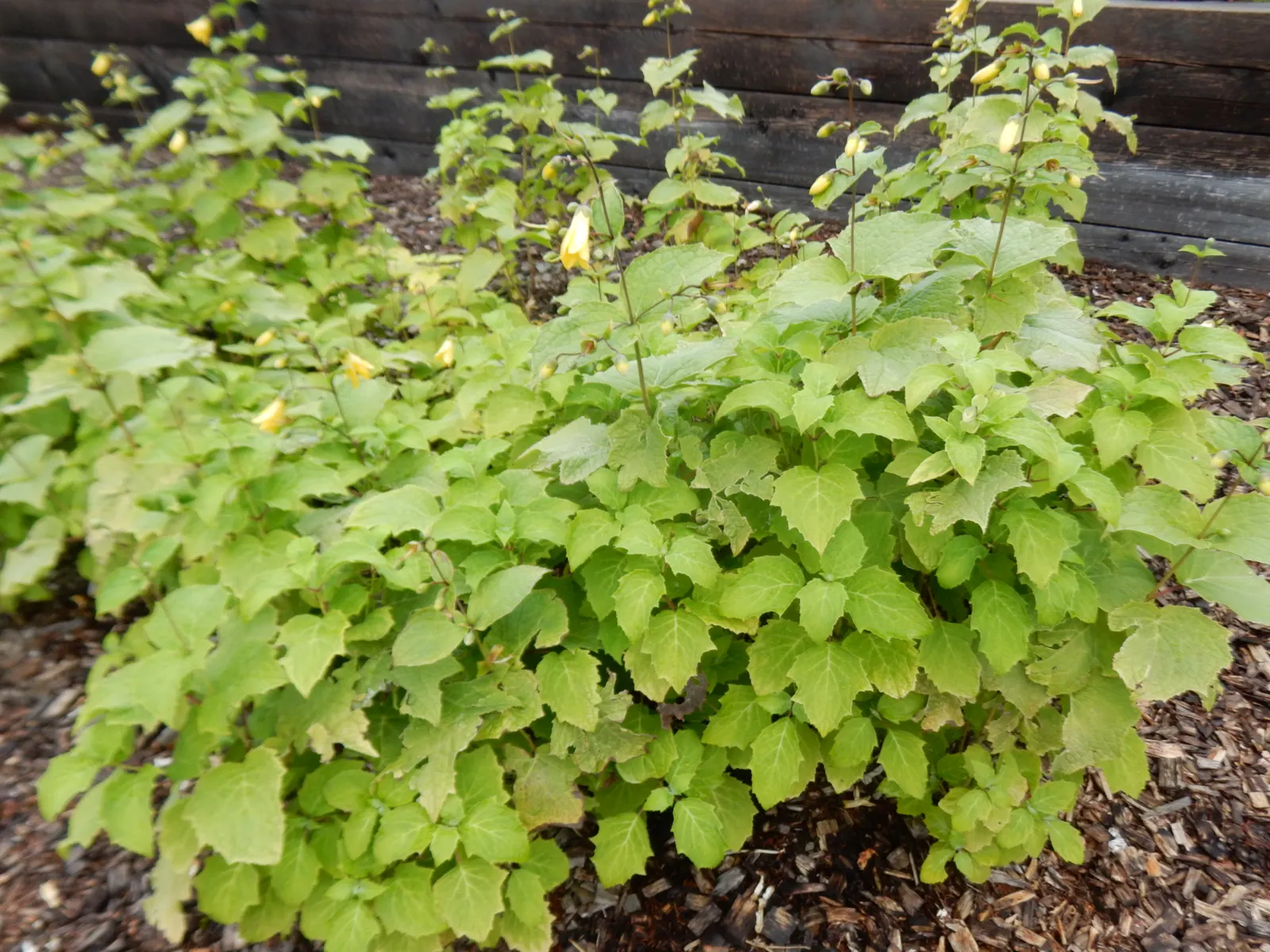 Kirengeshoma (Kirengeshoma Koreana) — This refined woodland plant originates from the understory of Korean forests; yet striking contrast against its dark