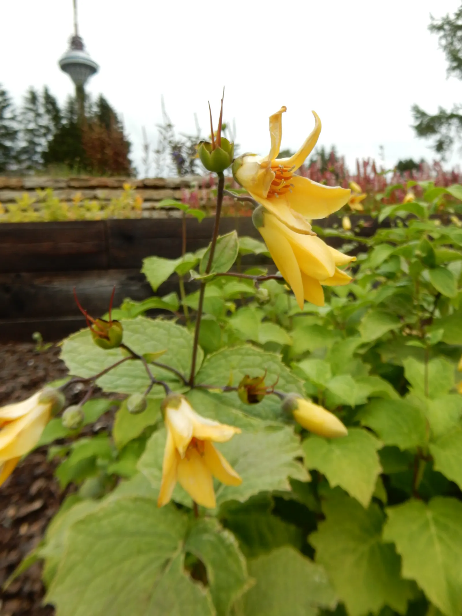 Kirengeshoma (Kirengeshoma Koreana) — pale yellow flowers in late summer to early fall; rarely suffering from pest and disease problems