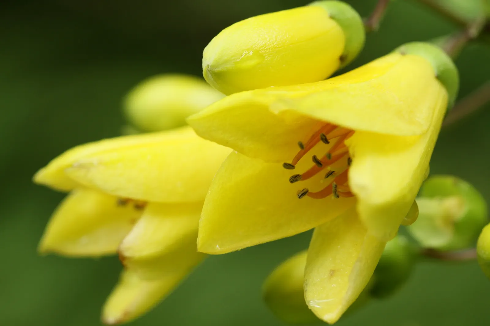 Kirengeshoma (Kirengeshoma Koreana) — Moreover, it offers the added benefit of being deer resistant; the delicate bell-shaped blooms are approximately 1 to 1.5