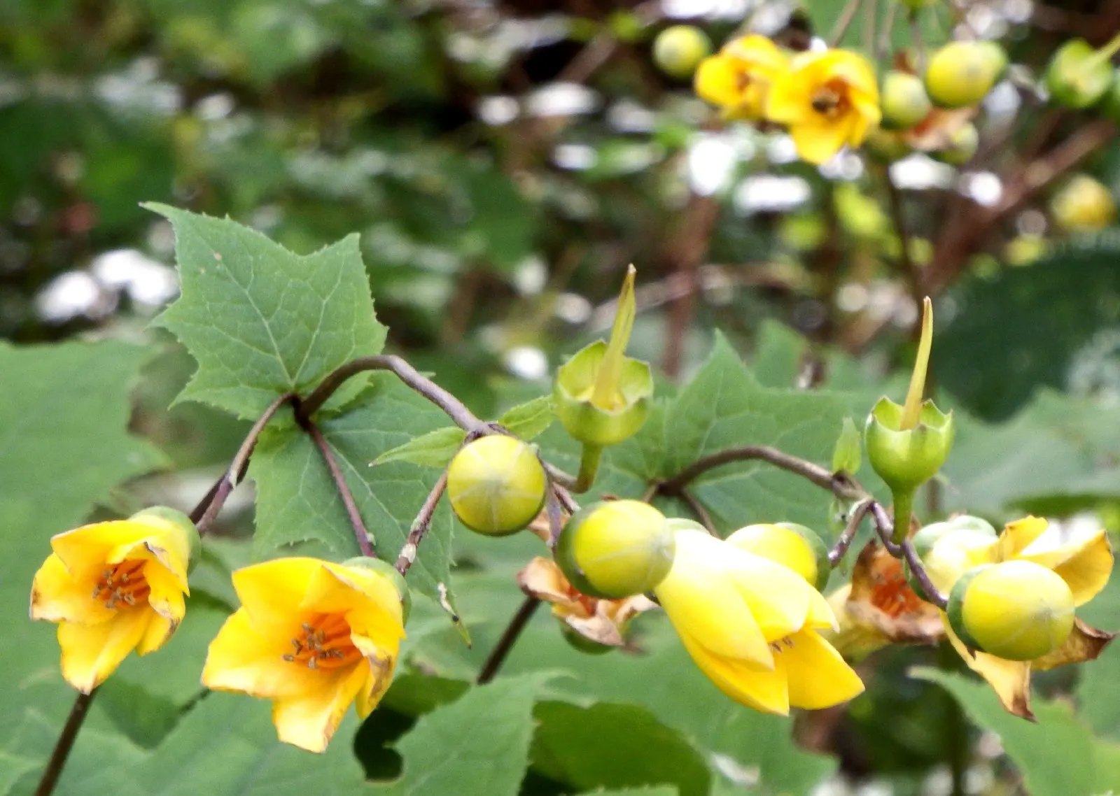 Kirengeshoma (Kirengeshoma Koreana) — is an elegant herbaceous perennial that brings a touch of understated beauty to partial and full shade gardens