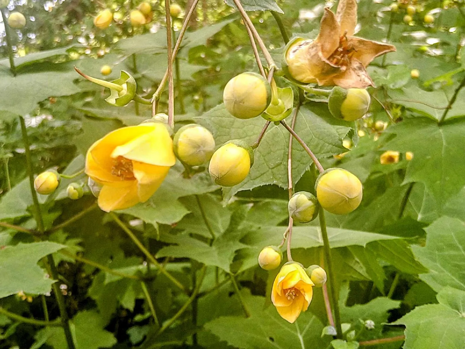 Kirengeshoma (Kirengeshoma Koreana) — heart-shaped leaves that exhibit a rich green hue and can extend up to 6 inches in length