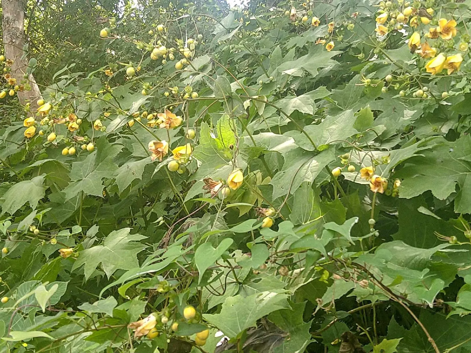 Kirengeshoma (Kirengeshoma Koreana) — rarely suffering from pest and disease problems