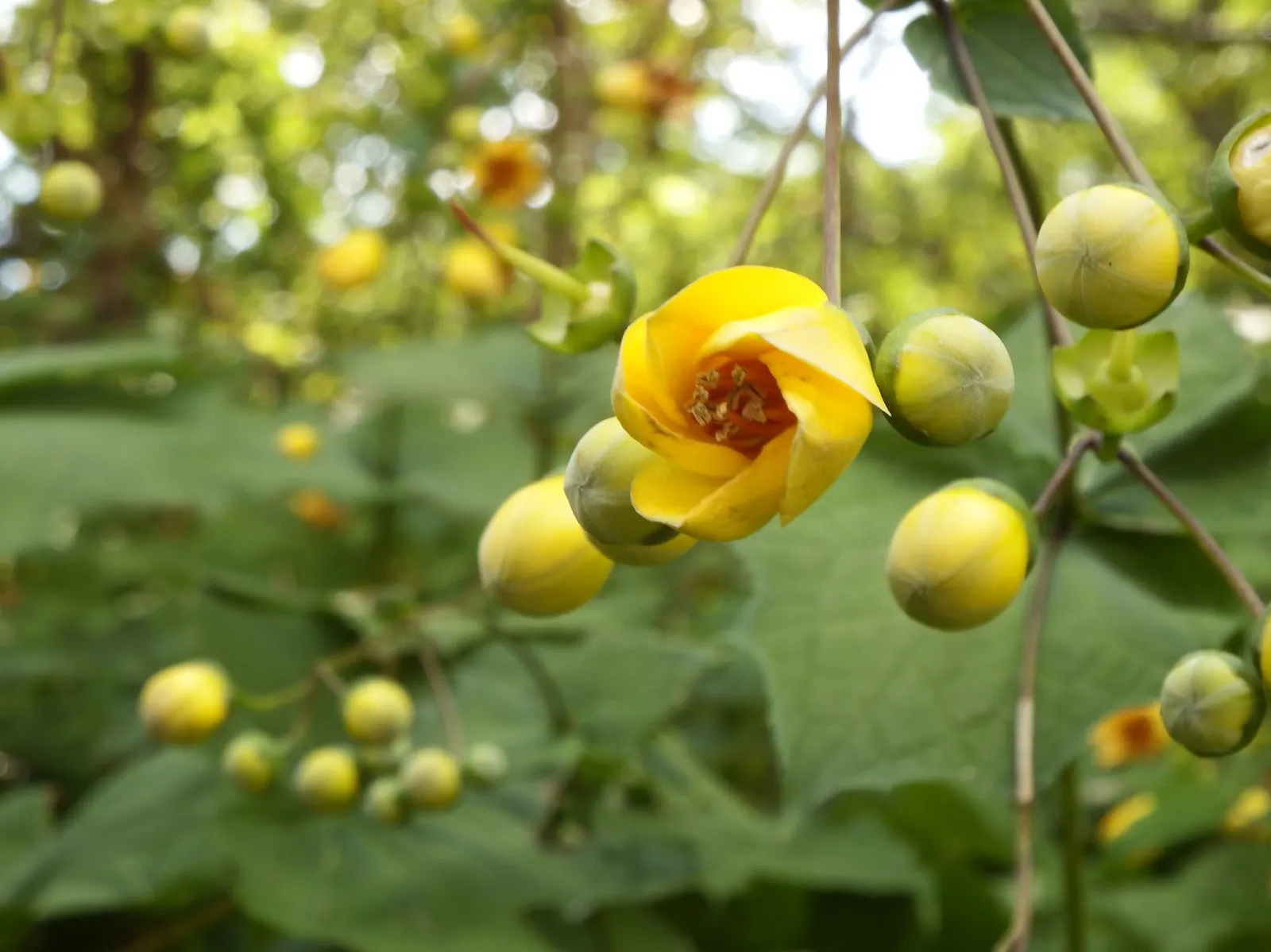 Kirengeshoma (Kirengeshoma Koreana) — well-drained soil with a consistent moisture level