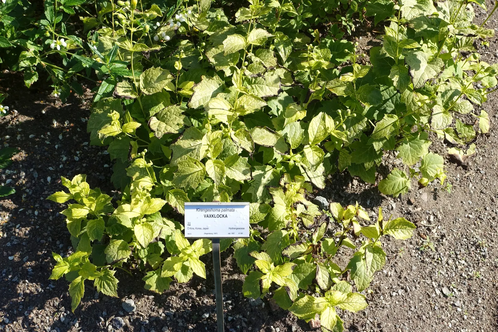 Kirengeshoma (Kirengeshoma Koreana) — is a shade-loving perennial boasting bell-shaped