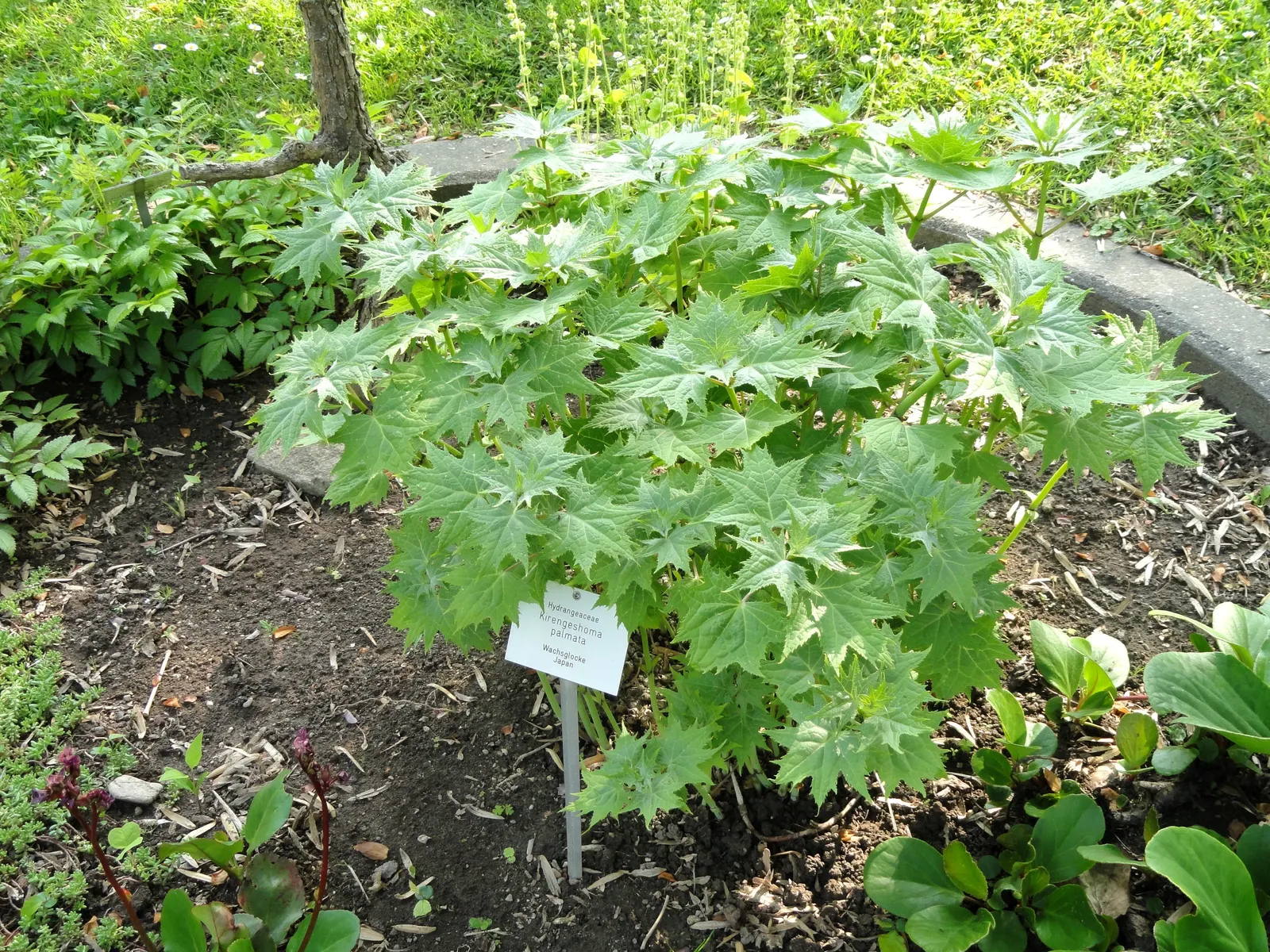 Kirengeshoma (Kirengeshoma Koreana) — yet striking contrast against its dark green foliage; pale yellow flowers in late summer to early fall