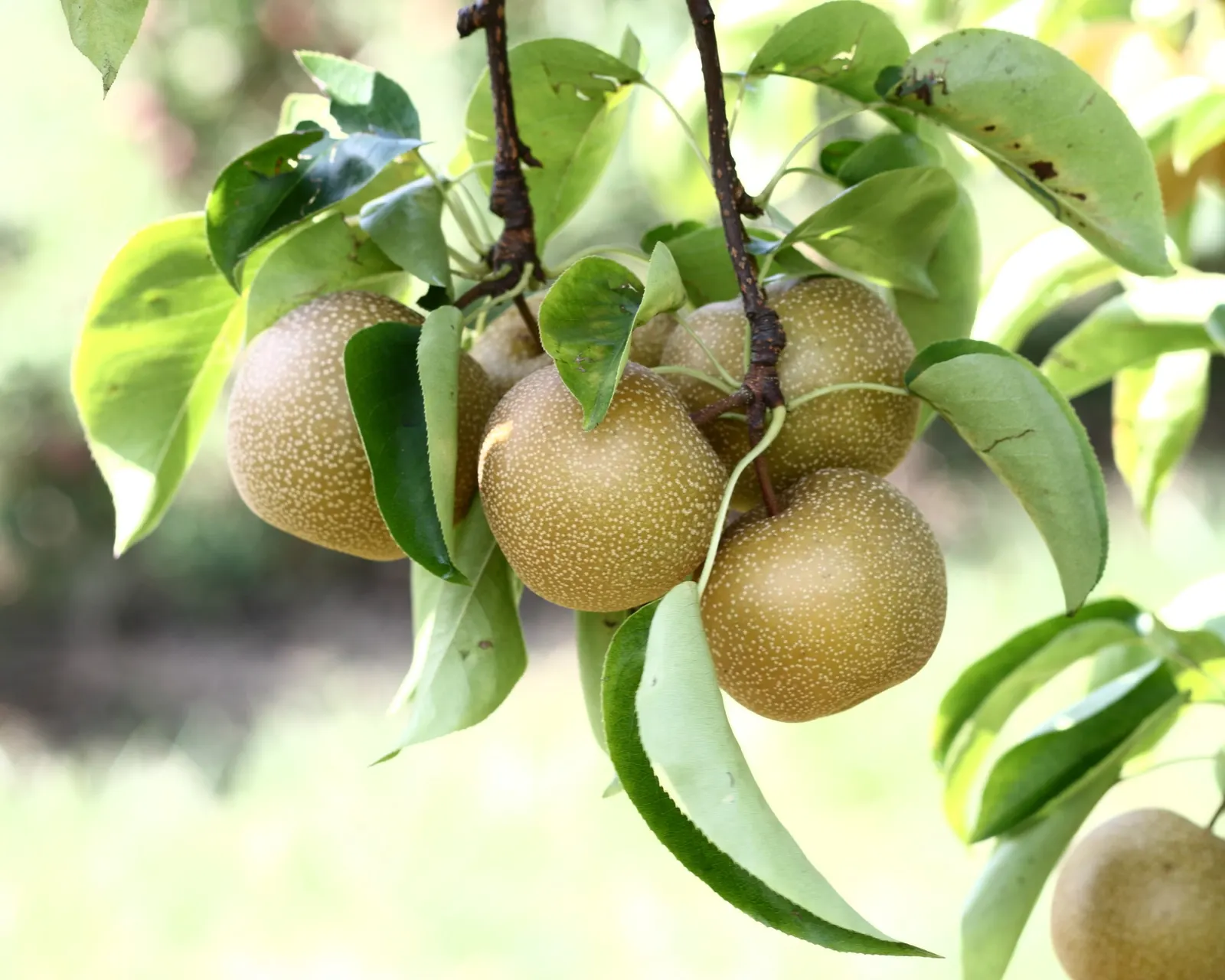 Hosui Asian Pear (Pyrus Pyrifolia 'Hosui') — The 'Hosui' Asian Pear (Pyrus pyrifolia) is a prized cultivar known for its juicy, sweet fruit