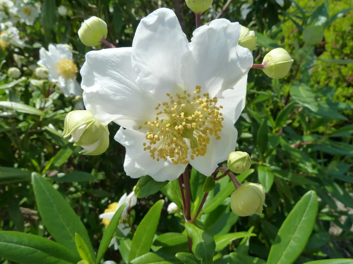 Bush Anemone (Carpenteria Californica) — adding a splash of contrasting color.<br><br>For optimal growth; it benefits from occasional deep watering during