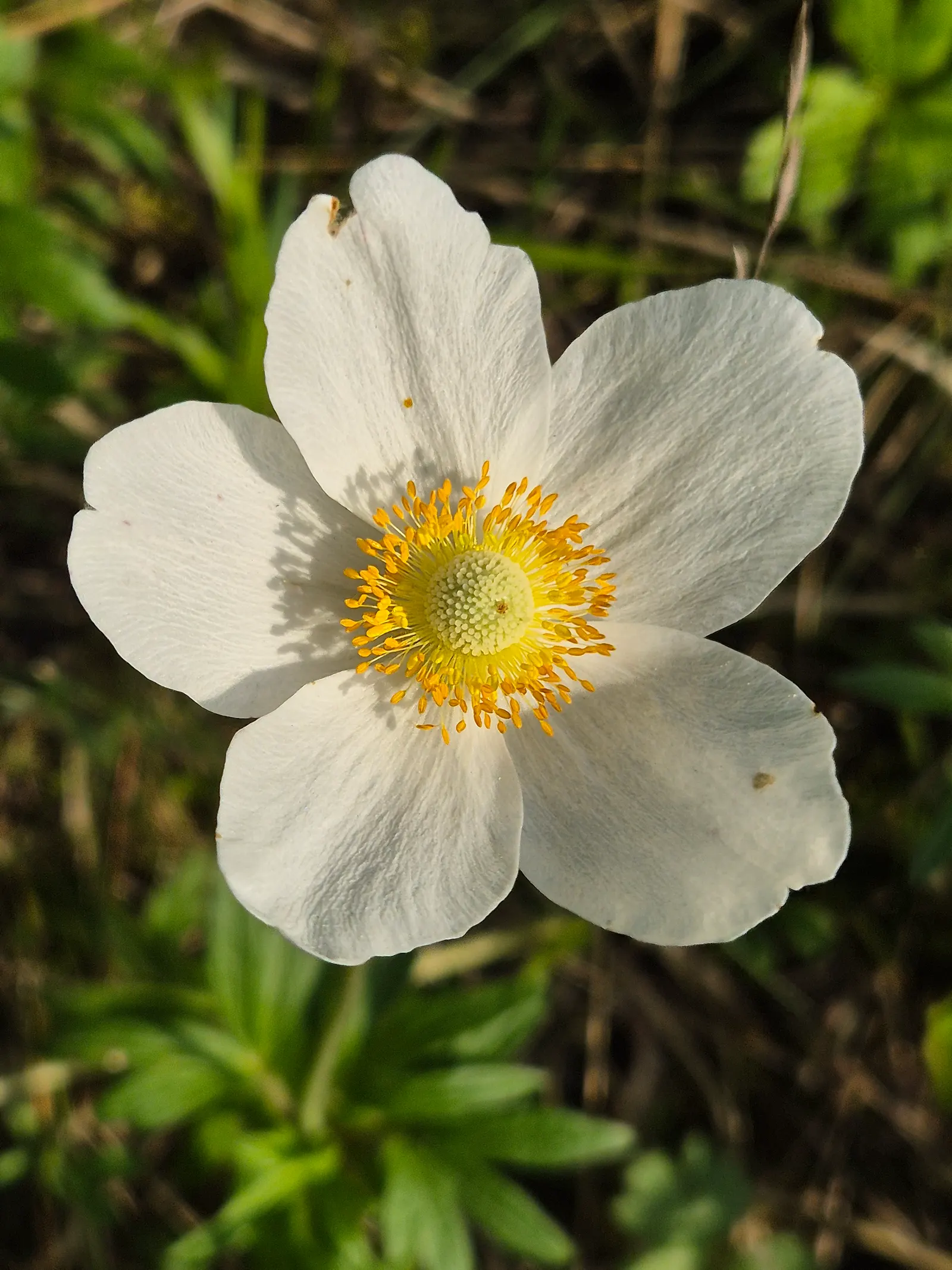 Bush Anemone (Carpenteria Californica) — shrub with white blooms; lanceolate shape that contributes to its elegant appearance and provides year-round interest