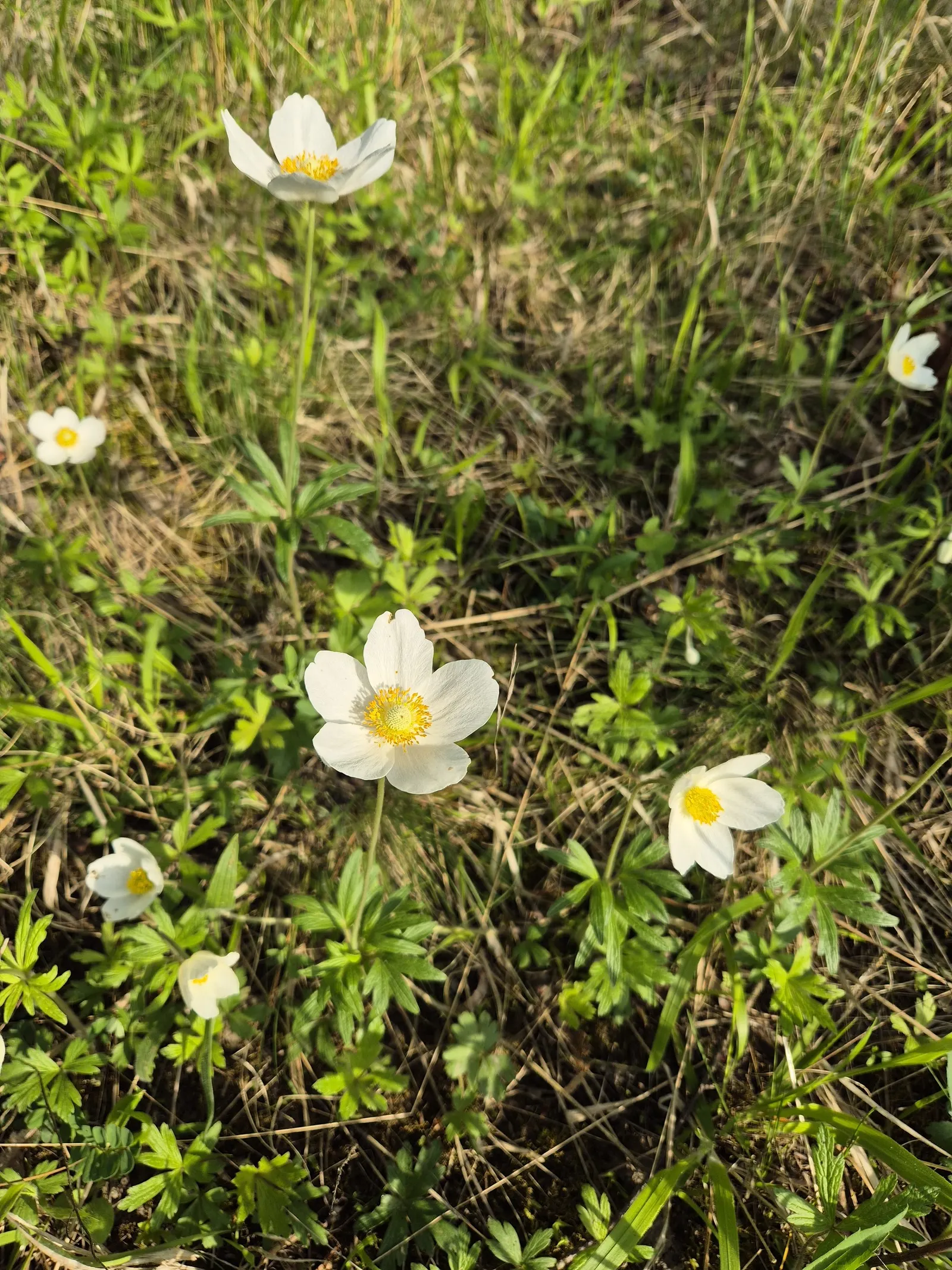 Bush Anemone (Carpenteria Californica) — In late spring to early summer, it produces fragrant white blossoms with yellow centers, image 46