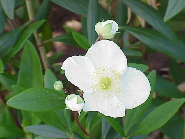 Bush Anemone (Carpenteria Californica) — also recognized by its botanical name Carpenteria californica