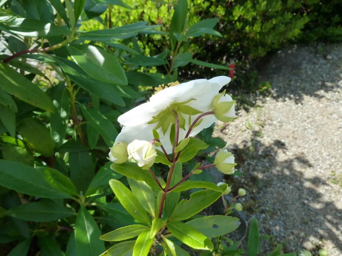 Bush Anemone (Carpenteria Californica) — it thrives in USDA hardiness zones 8 through 10.<br><br>From late spring to early summer; it benefits from occasional