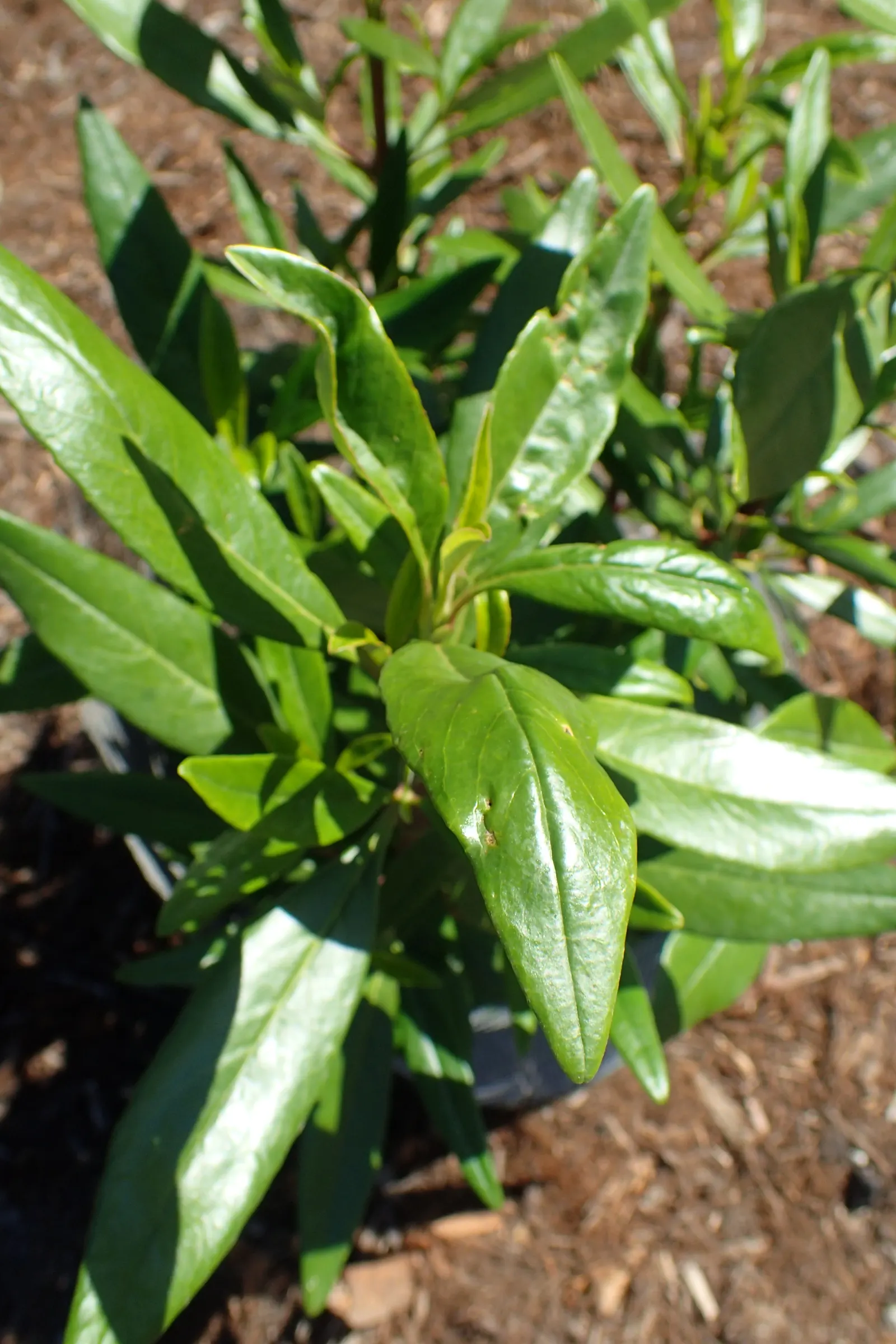 Bush Anemone (Carpenteria Californica) — flourishing in USDA zones 8-10; lanceolate shape that contributes to its elegant appearance and provides year-round