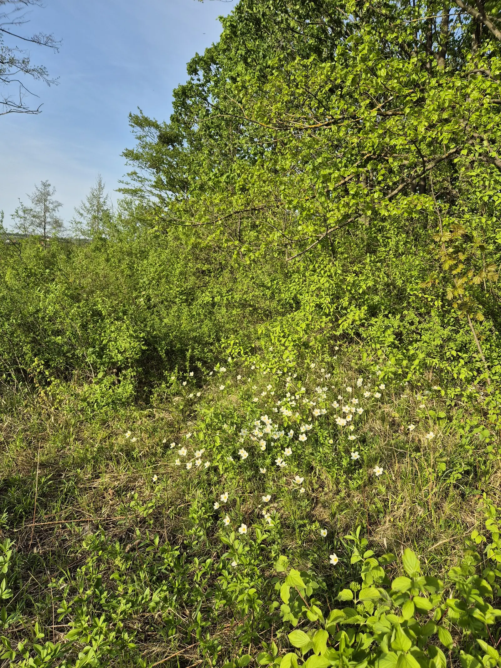 Bush Anemone (Carpenteria Californica) — Preferring well-drained soil and partial sun, it's an ideal choice for a low-maintenance, water-wise garden, image 47
