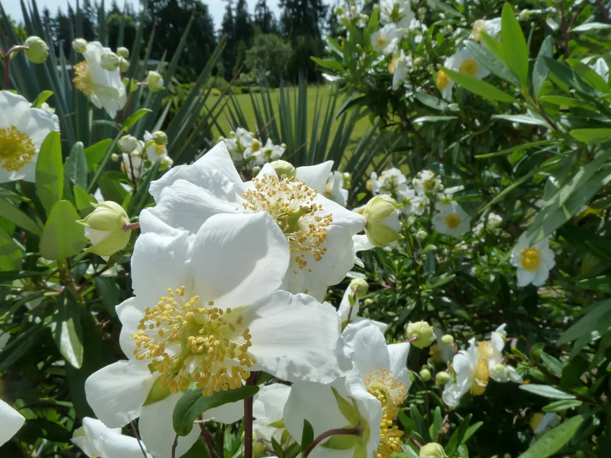 Bush Anemone (Carpenteria Californica) — shrub for half or shade; it benefits from occasional deep watering during extended periods of dryness