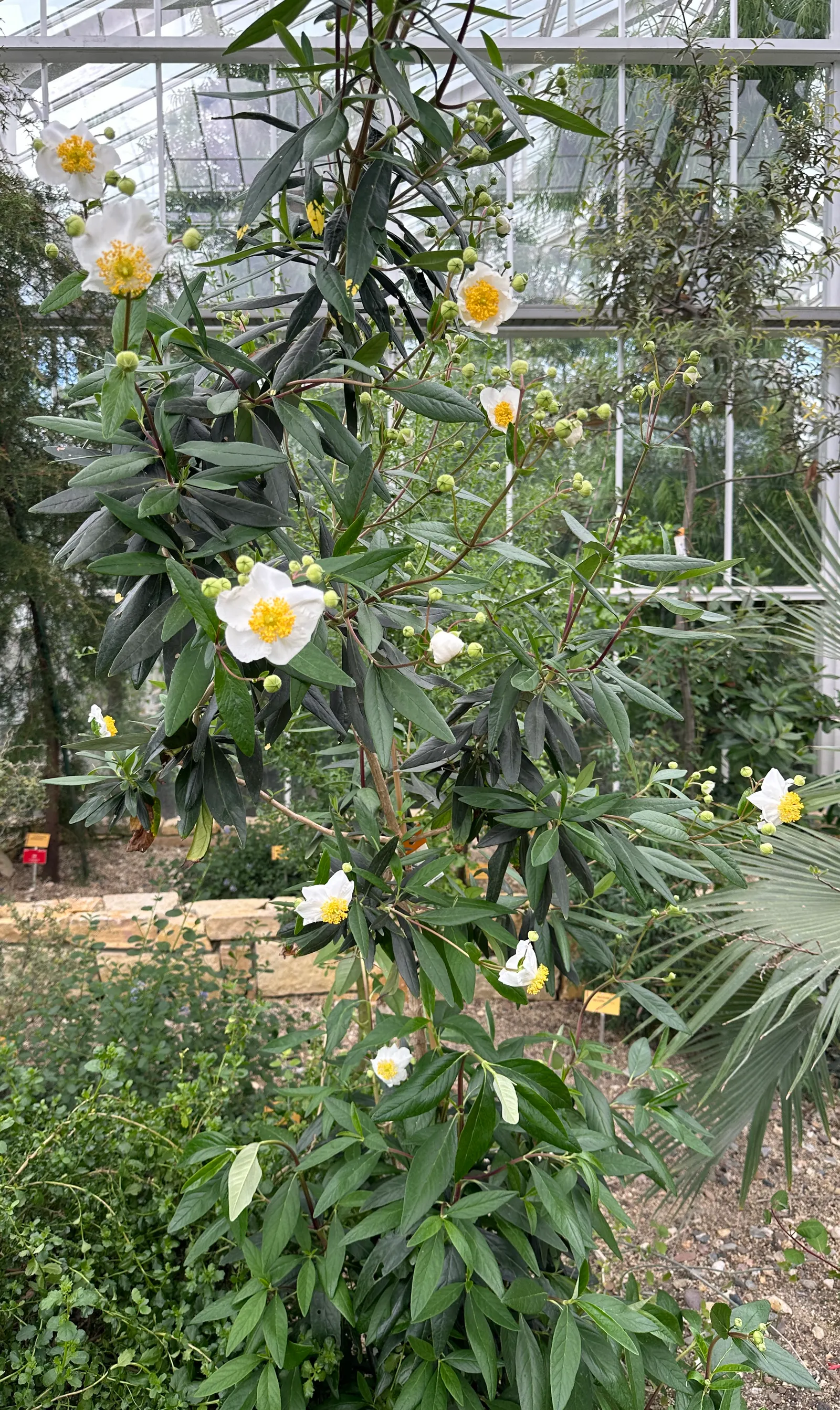 Bush Anemone (Carpenteria Californica) — Bush Anemone (Carpenteria californica) is an evergreen shrub native to California; in late spring to early summer, it
