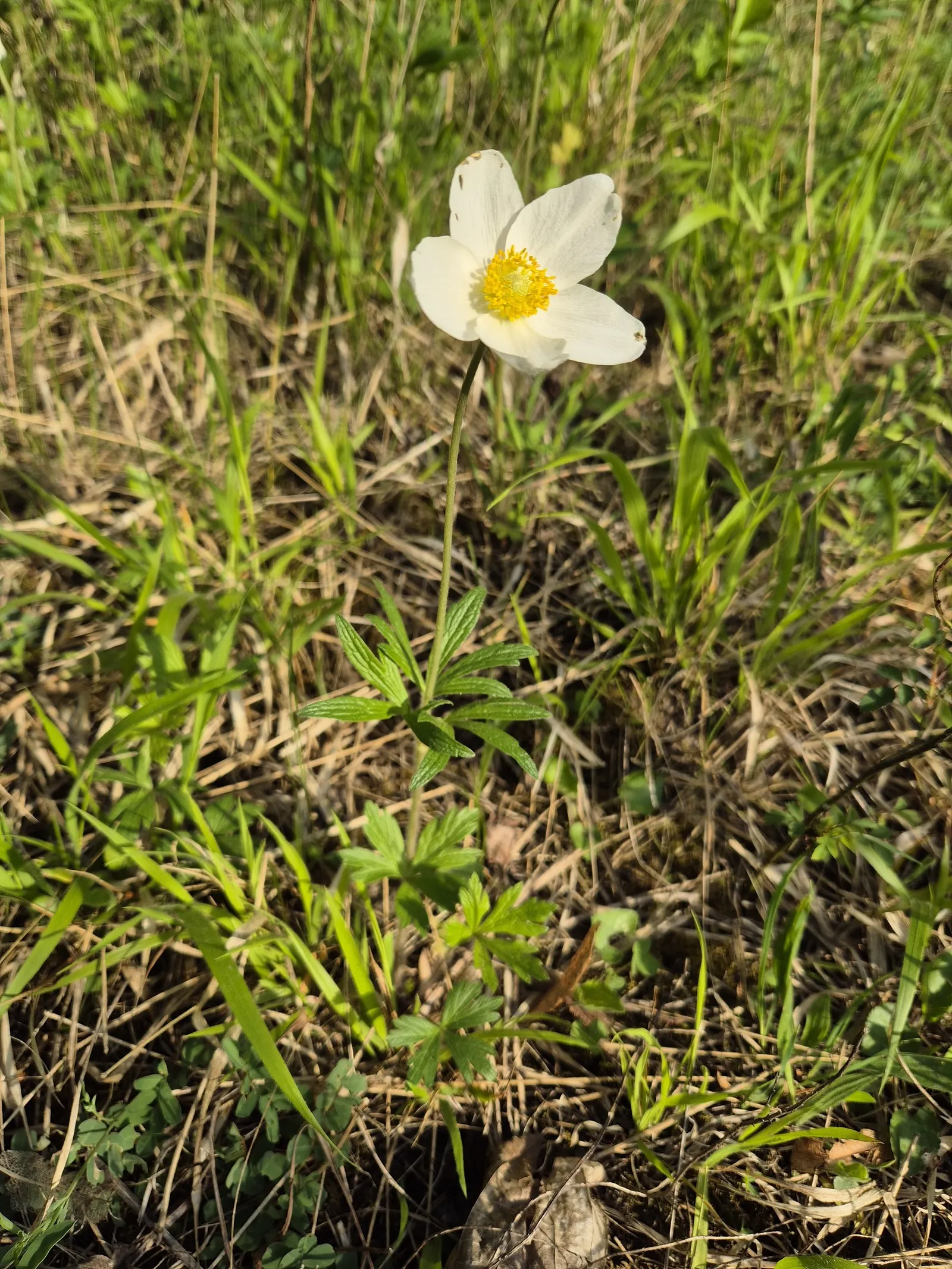 Bush Anemone (Carpenteria Californica) — Bush Anemone prefers well-drained soil and a site with full sun to partial shade