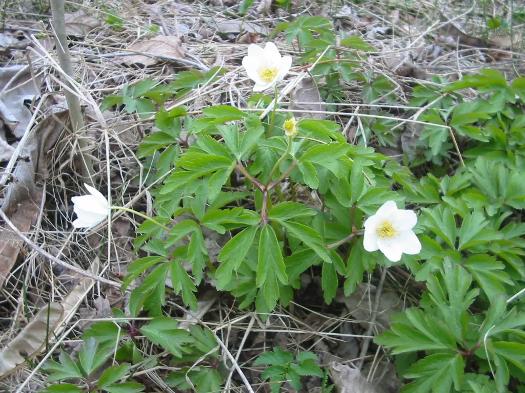 Bush Anemone (Carpenteria Californica) — it benefits from occasional deep watering during extended periods of dryness, image 39