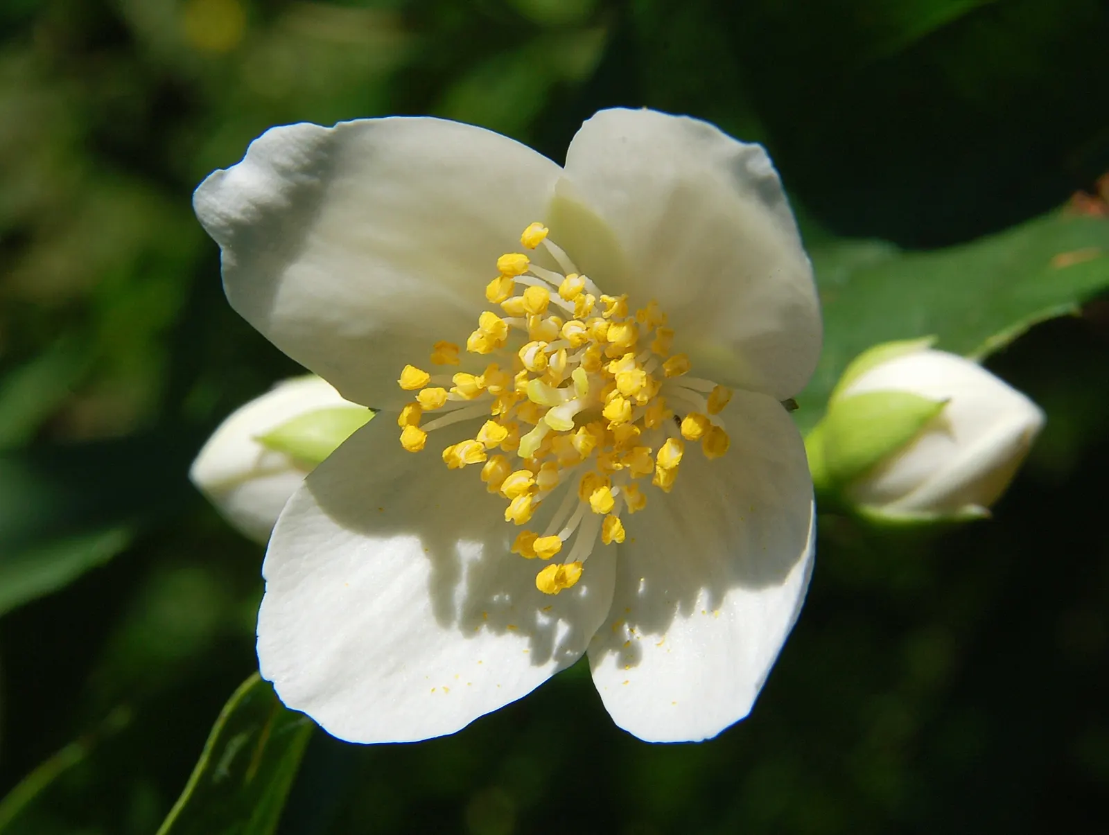Bush Anemone (Carpenteria Californica) — In late spring to early summer, it produces fragrant white blossoms with yellow centers