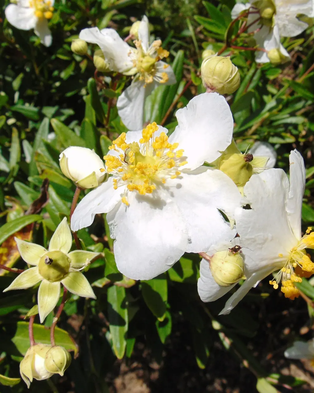 Bush Anemone (Carpenteria Californica) — is a magnificent evergreen shrub endemic to the foothills of California