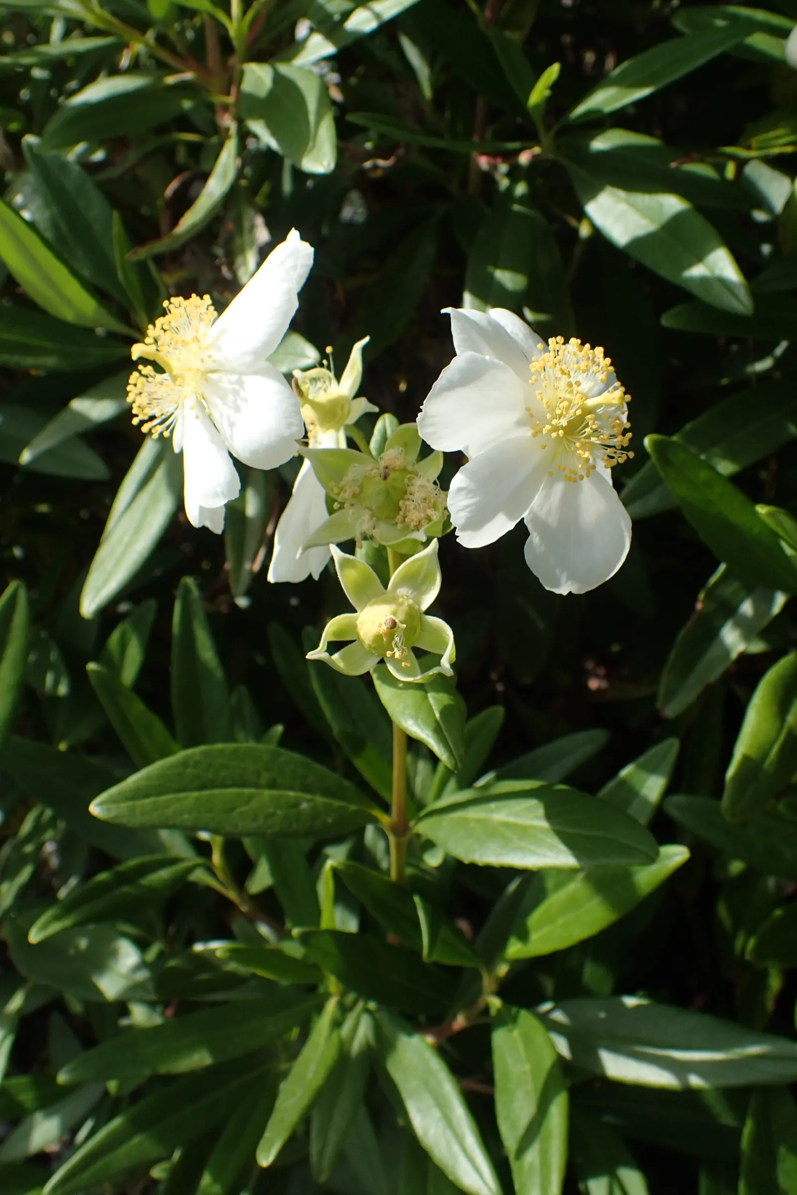 Bush Anemone (Carpenteria Californica) — shrub for half or shade