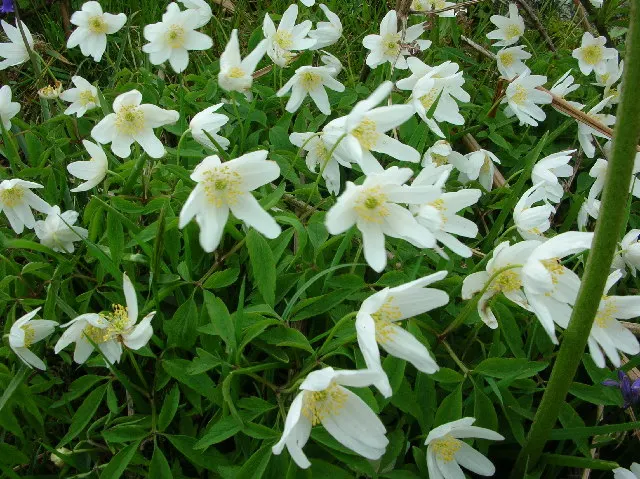 Bush Anemone (Carpenteria Californica) — also recognized by its botanical name Carpenteria californica; it benefits from occasional deep watering, image 48