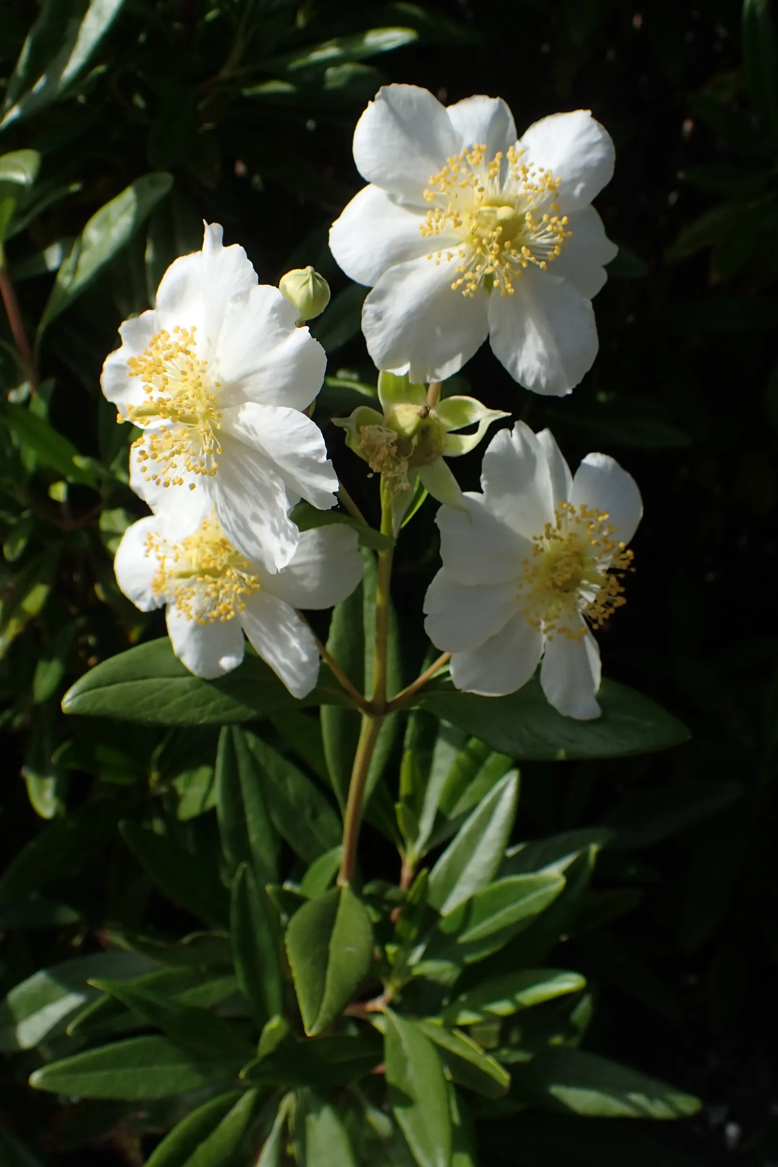 Bush Anemone (Carpenteria Californica) — In late spring to early summer, it produces fragrant white blossoms with yellow centers, image 25
