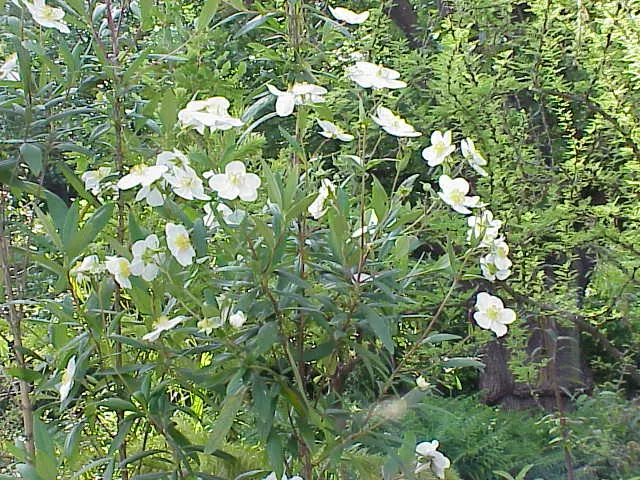 Bush Anemone (Carpenteria Californica) — white flowers that are notably fragrant
