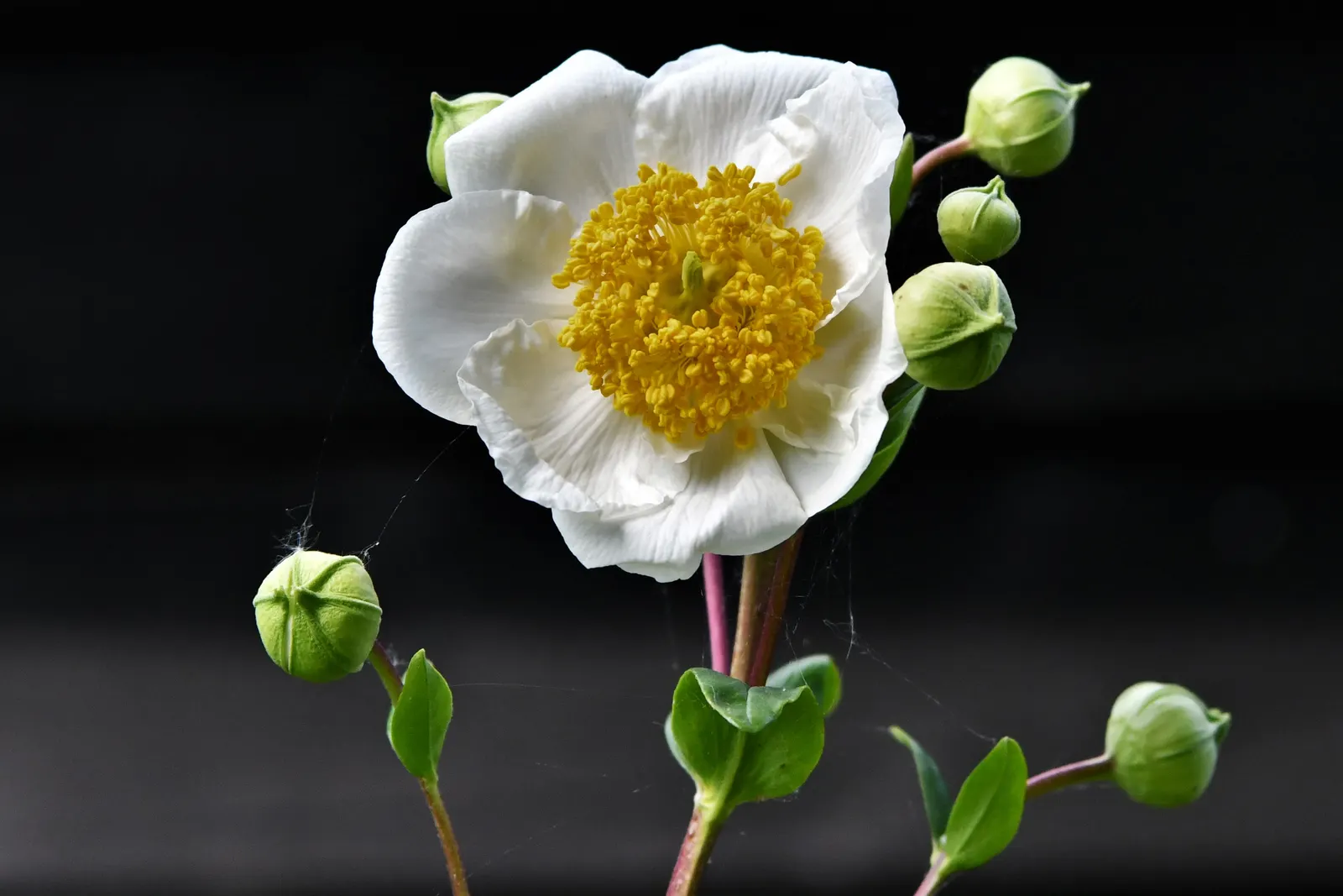 Bush Anemone (Carpenteria Californica) — is a magnificent evergreen shrub endemic to the foothills of California; in late spring to early summer, image 49