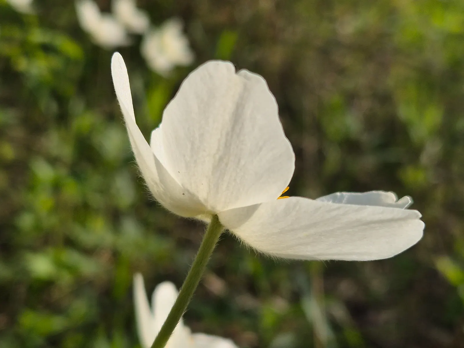 Bush Anemone (Carpenteria Californica) — adding a splash of contrasting color.<br><br>For optimal growth