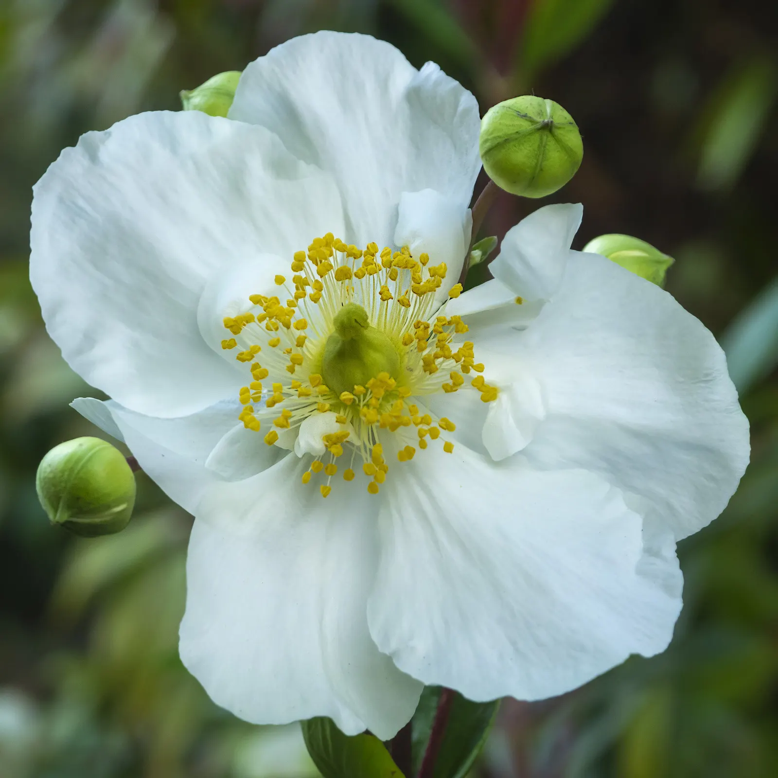 Bush Anemone (Carpenteria Californica) — It boasts lush, glossy foliage and grows to a mature size of about 4-6 feet tall and wide; it benefits, image 45