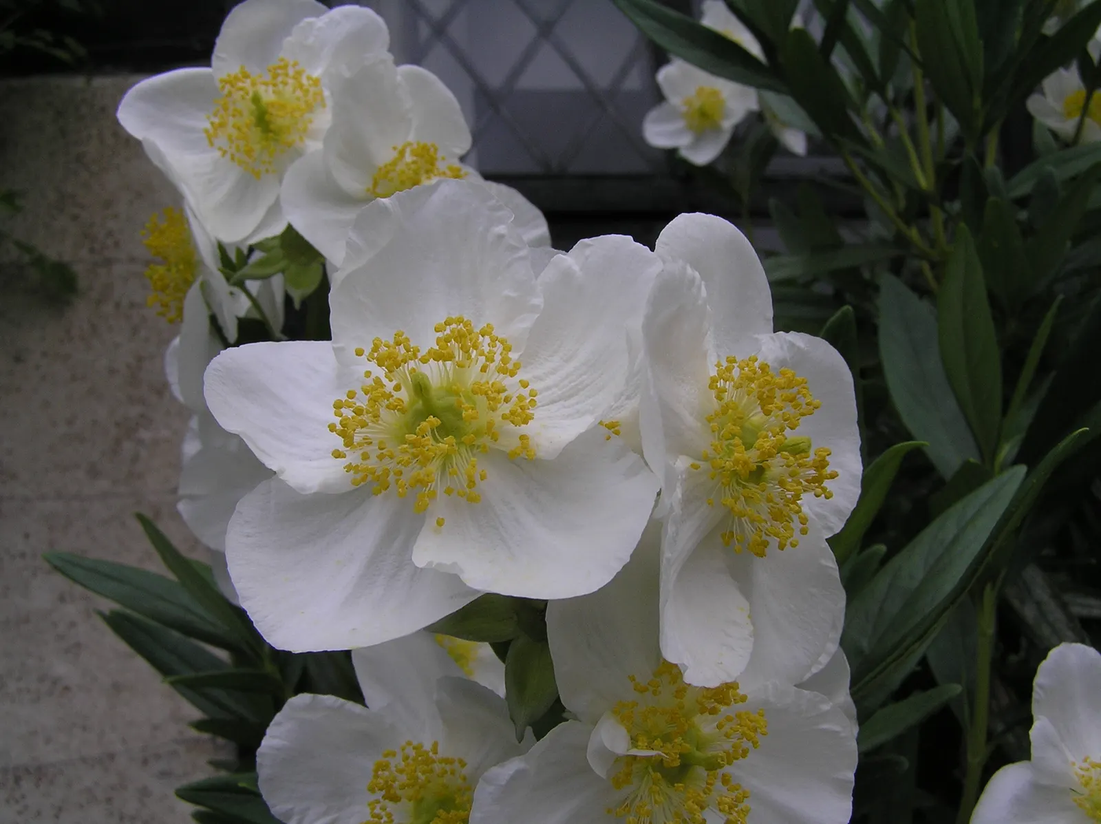 Bush Anemone (Carpenteria Californica) — Preferring well-drained soil and partial sun, it's an ideal choice for a low-maintenance, water-wise garden