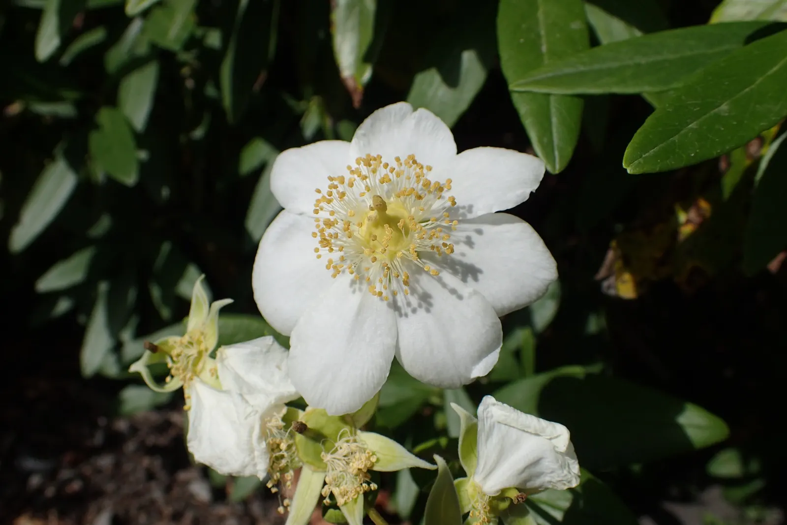 Bush Anemone (Carpenteria Californica) — also recognized by its botanical name Carpenteria californica; it benefits from occasional deep watering during