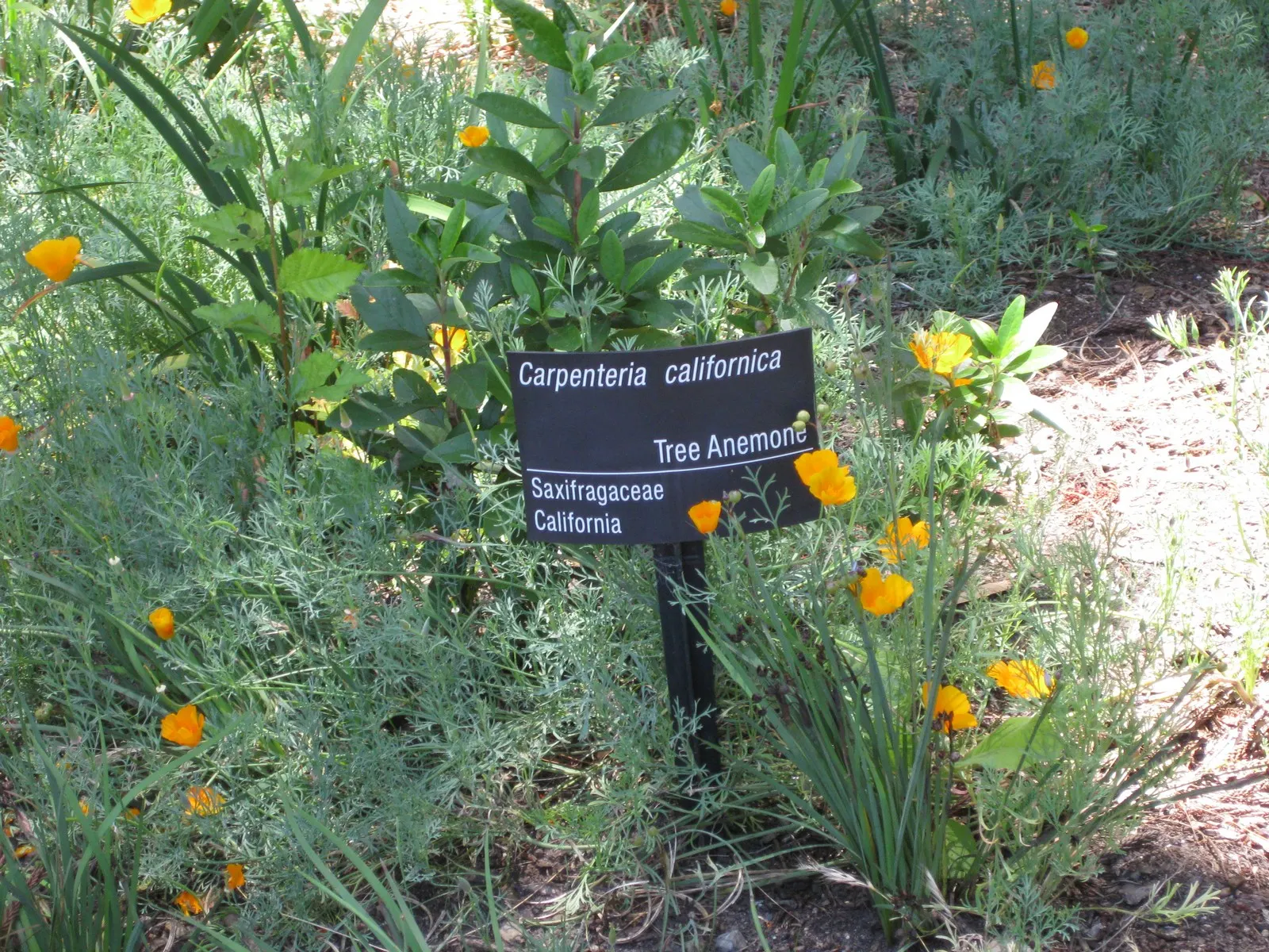 Bush Anemone (Carpenteria Californica) — flourishing in USDA zones 8-10; lanceolate shape that contributes to its elegant appearance and provides, image 44