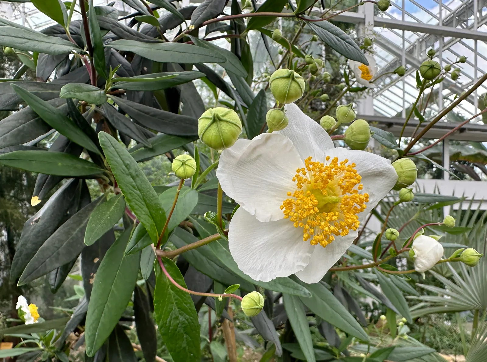 Bush Anemone (Carpenteria Californica) — attracting a variety of pollinators