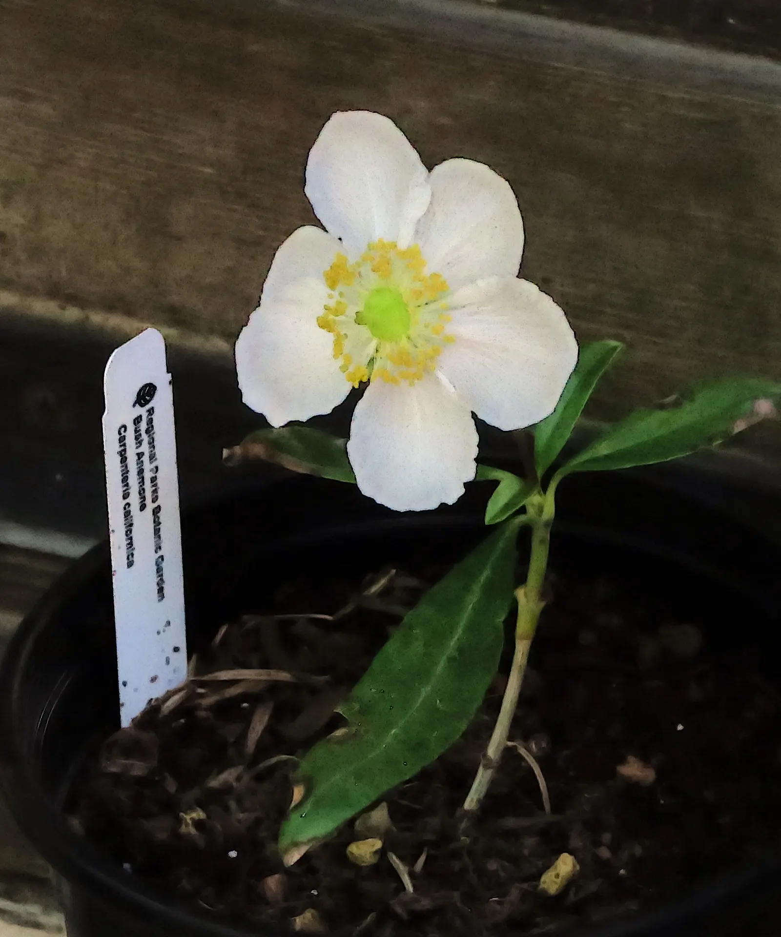 Bush Anemone (Carpenteria Californica) — while drought-tolerant once established; lanceolate shape that contributes to its elegant appearance and provides