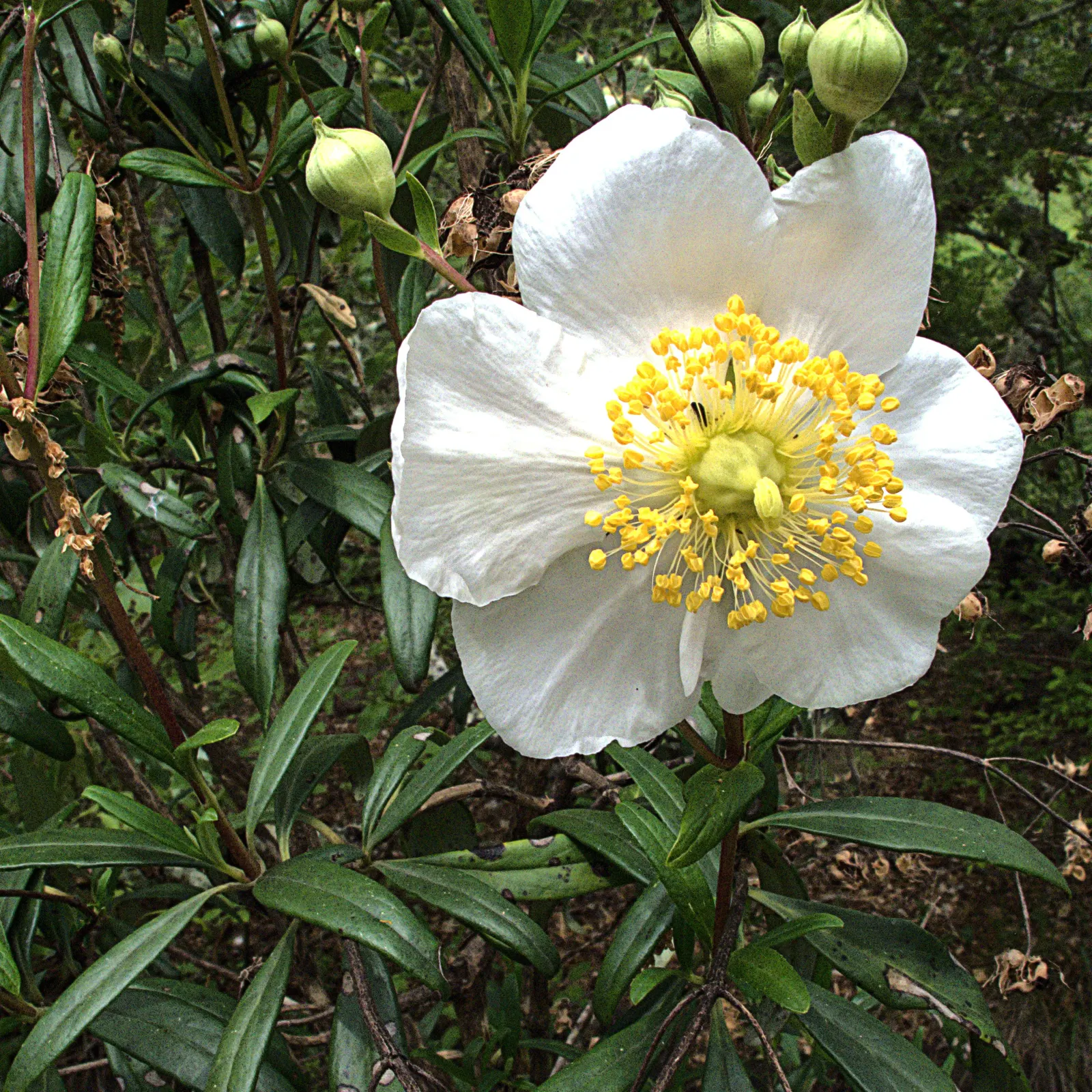 Bush Anemone (Carpenteria Californica) — it thrives in USDA hardiness zones 8 through 10.<br><br>From late spring to early summer