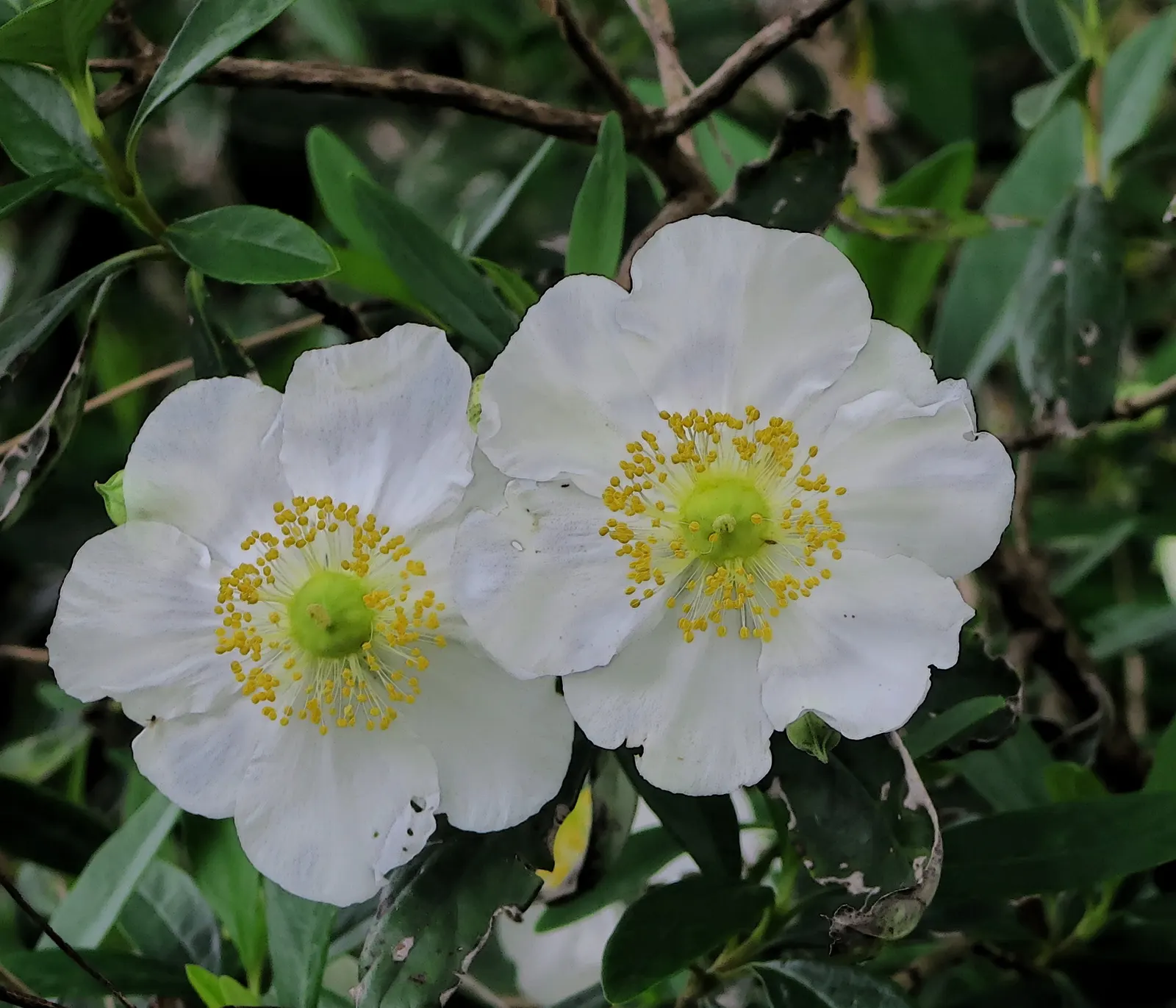Bush Anemone (Carpenteria Californica) — it benefits from occasional deep watering during extended periods of dryness